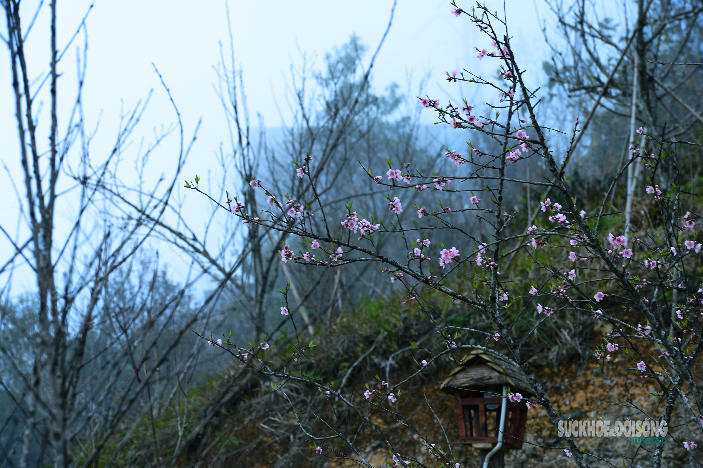 Đào rừng bung sắc giữa mây đèo Ô Quy Hồ- Ảnh 11. Đào rừng bung sắc giữa mây đèo Ô Quy Hồ- Ảnh 11.
