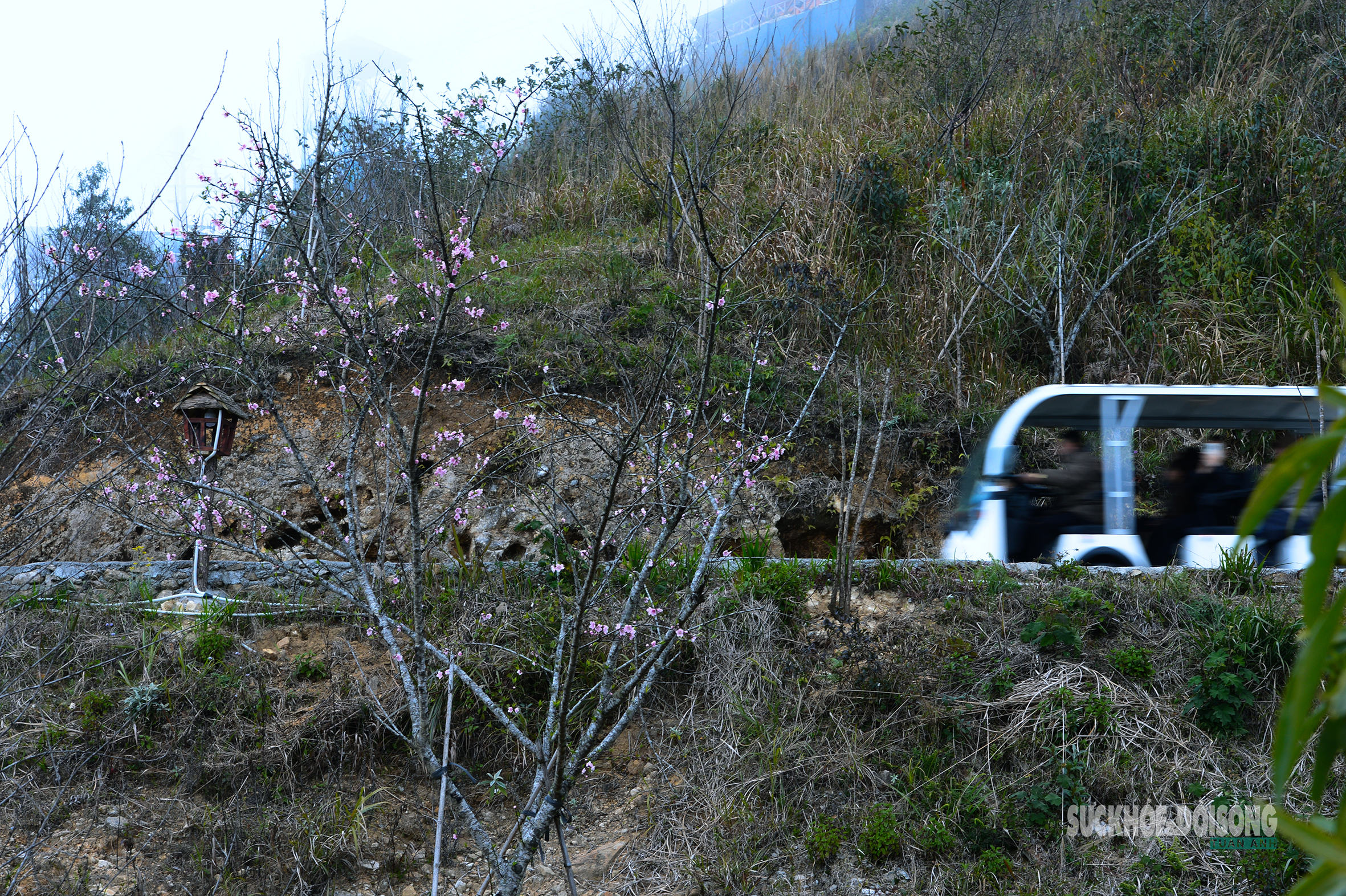 Đào rừng bung sắc giữa mây đèo Ô Quy Hồ- Ảnh 7. Đào rừng bung sắc giữa mây đèo Ô Quy Hồ- Ảnh 7.