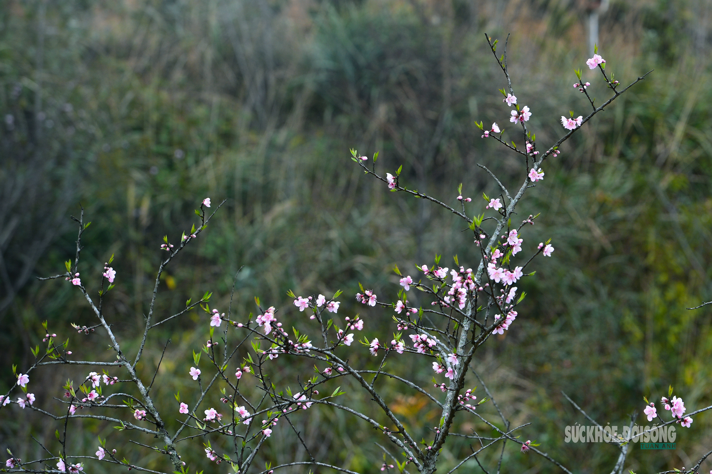 Đào rừng bung sắc giữa mây đèo Ô Quy Hồ- Ảnh 12. Đào rừng bung sắc giữa mây đèo Ô Quy Hồ- Ảnh 12.
