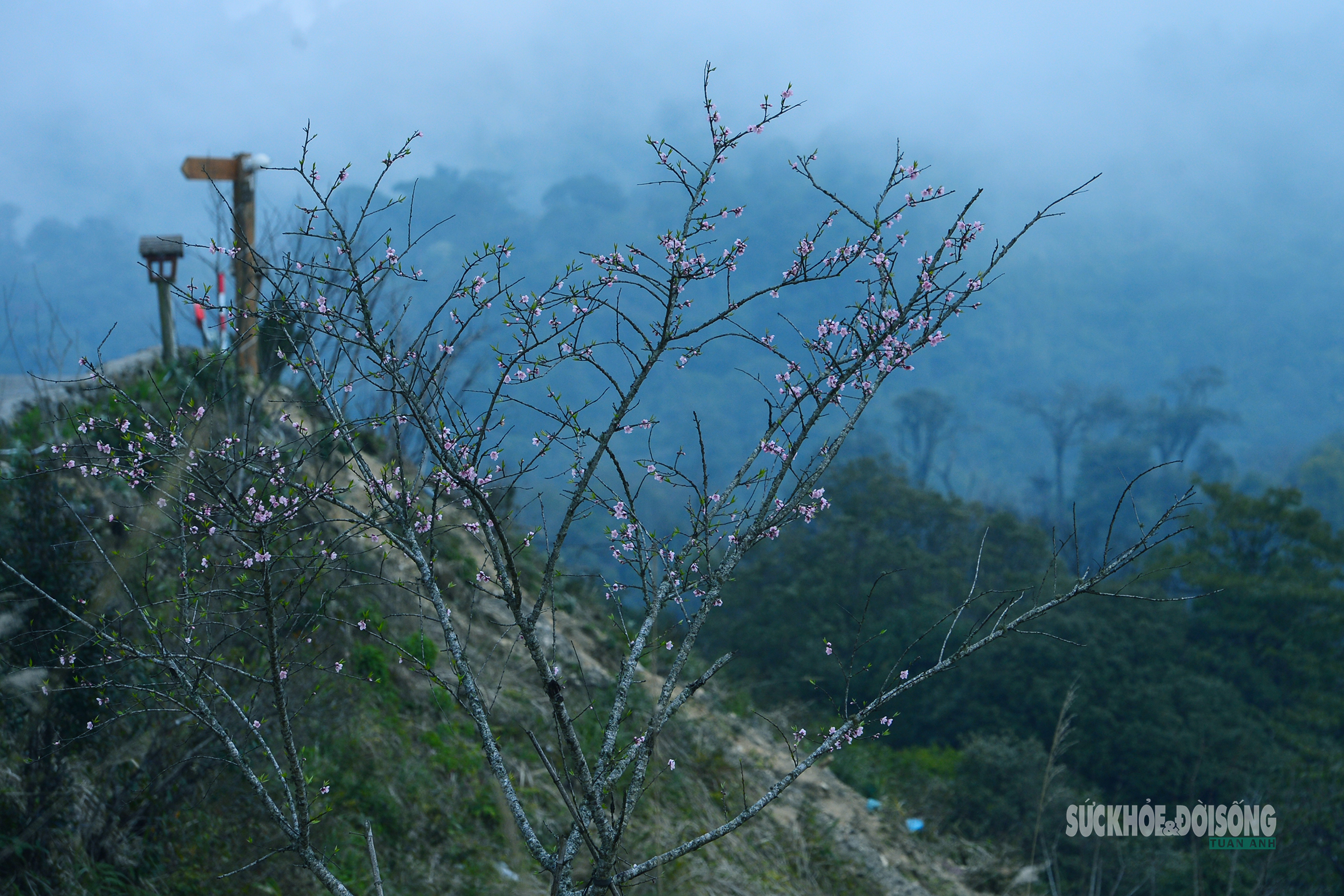 Đào rừng bung sắc giữa mây đèo Ô Quy Hồ- Ảnh 1. Đào rừng bung sắc giữa mây đèo Ô Quy Hồ- Ảnh 1.