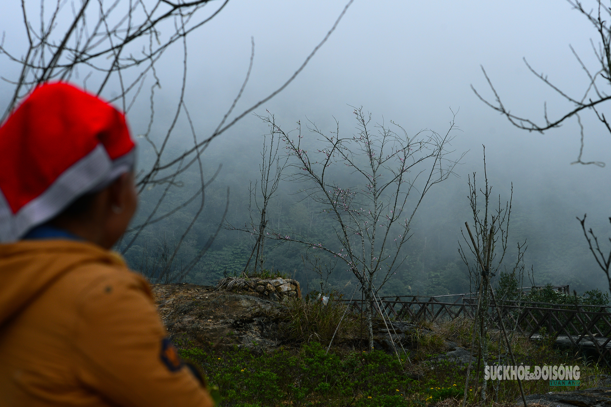 Đào rừng bung sắc giữa mây đèo Ô Quy Hồ- Ảnh 8. Đào rừng bung sắc giữa mây đèo Ô Quy Hồ- Ảnh 8.