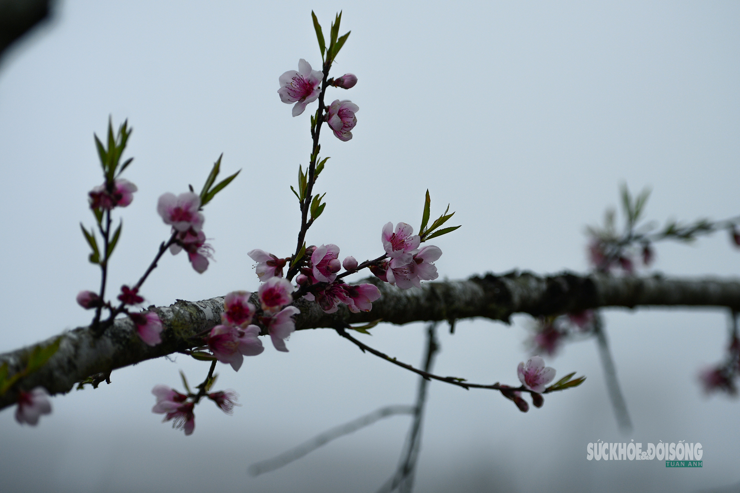Đào rừng bung sắc giữa mây đèo Ô Quy Hồ- Ảnh 10. Đào rừng bung sắc giữa mây đèo Ô Quy Hồ- Ảnh 10.