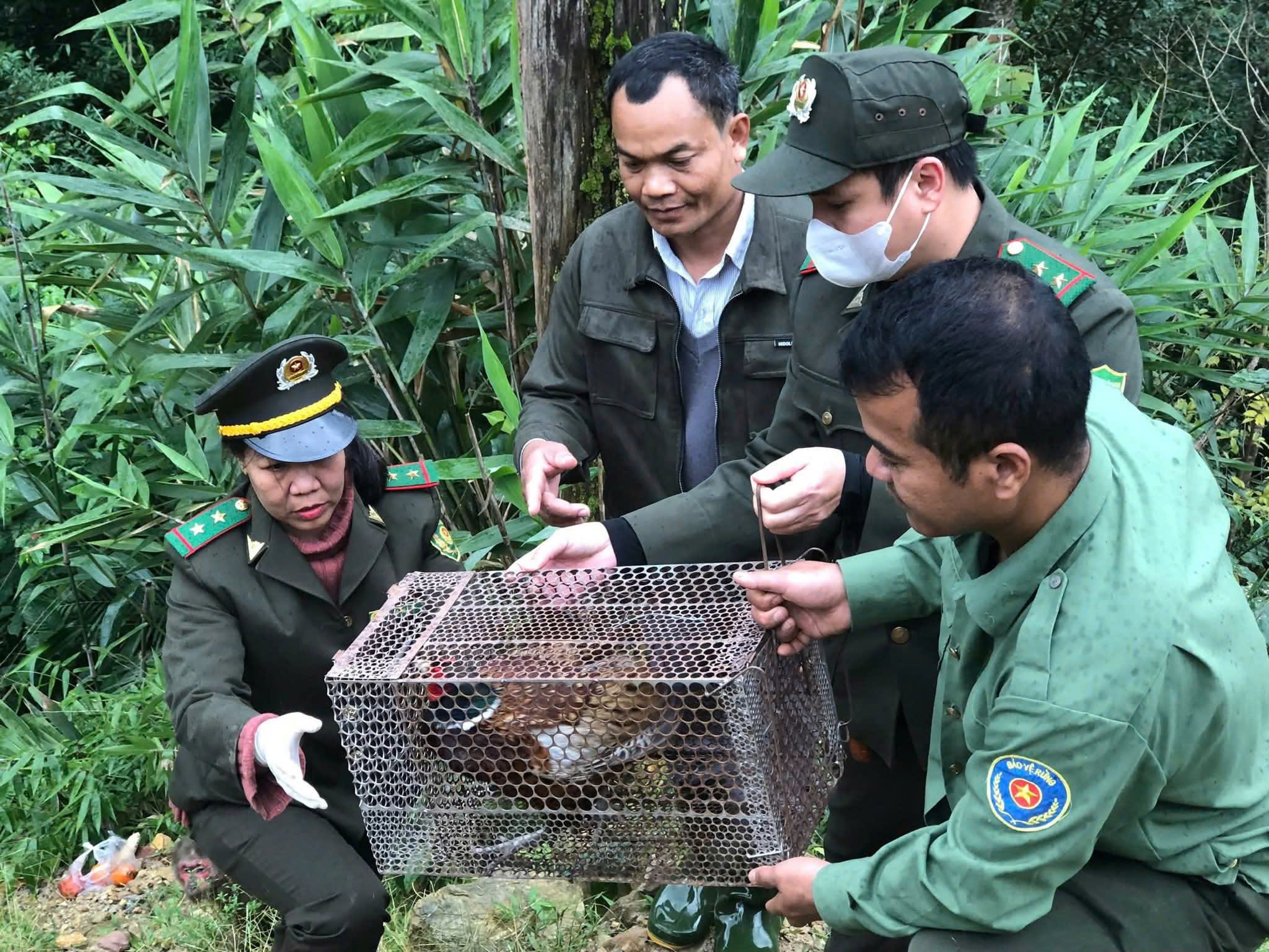 Tiếp nhận, tái thả nhiều cá thể động vật hoang dã quý hiếm ở Huế- Ảnh 3. Tiếp nhận, tái thả nhiều cá thể động vật hoang dã quý hiếm ở Huế- Ảnh 3.