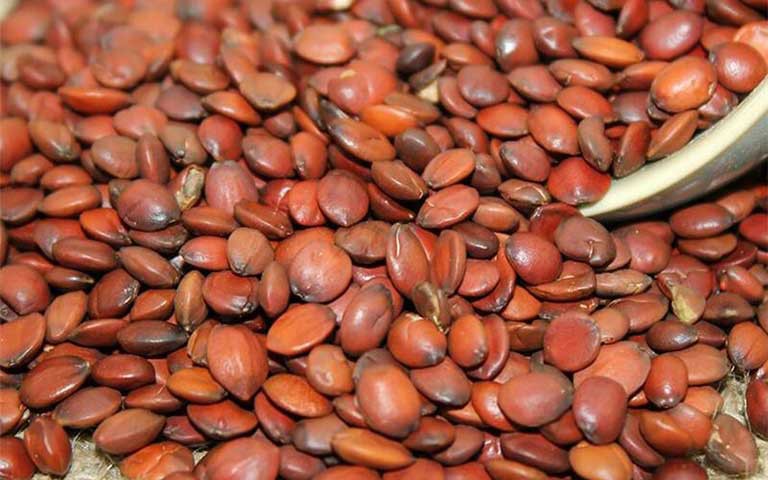 Toan táo nhân – vị thuốc an thần, dưỡng tâm, hỗ trợ điều trị mất ngủ