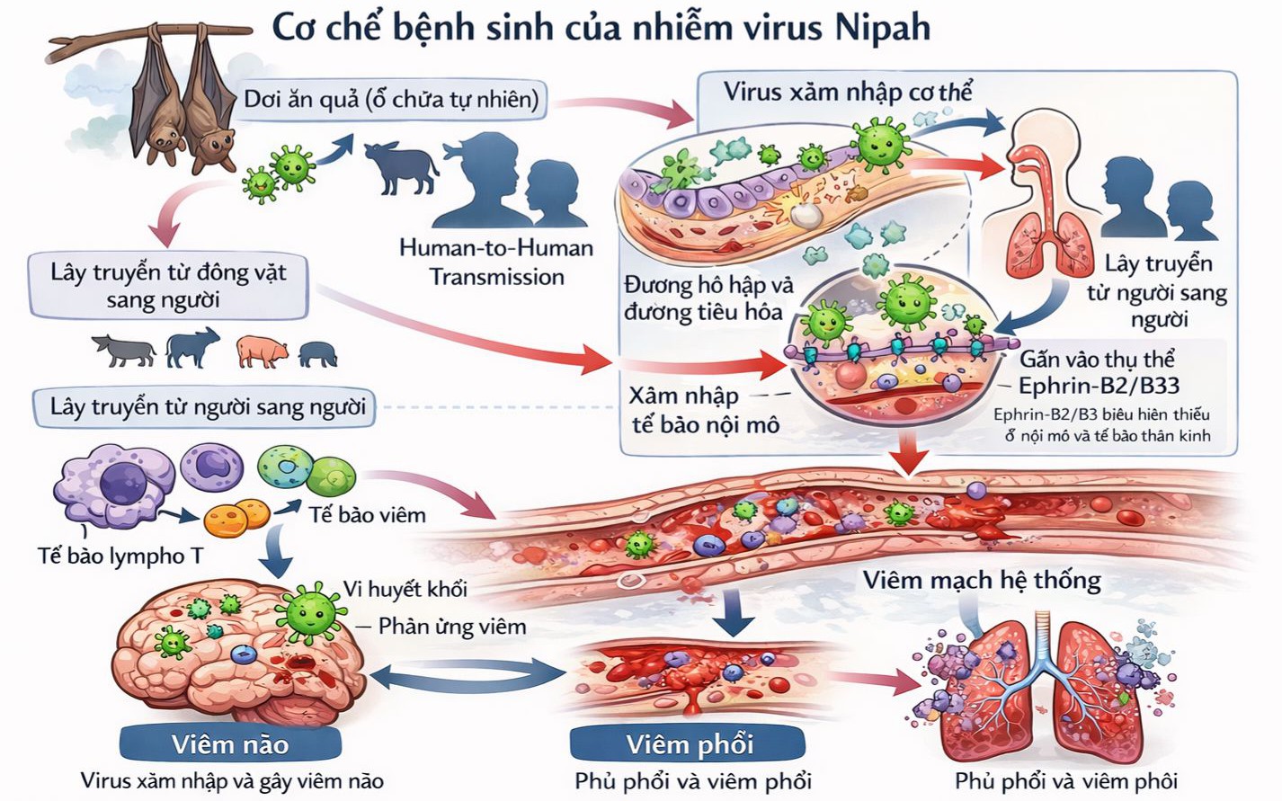 Virus Nipah - cơ chế gây bệnh và các biện pháp phòng ngừa