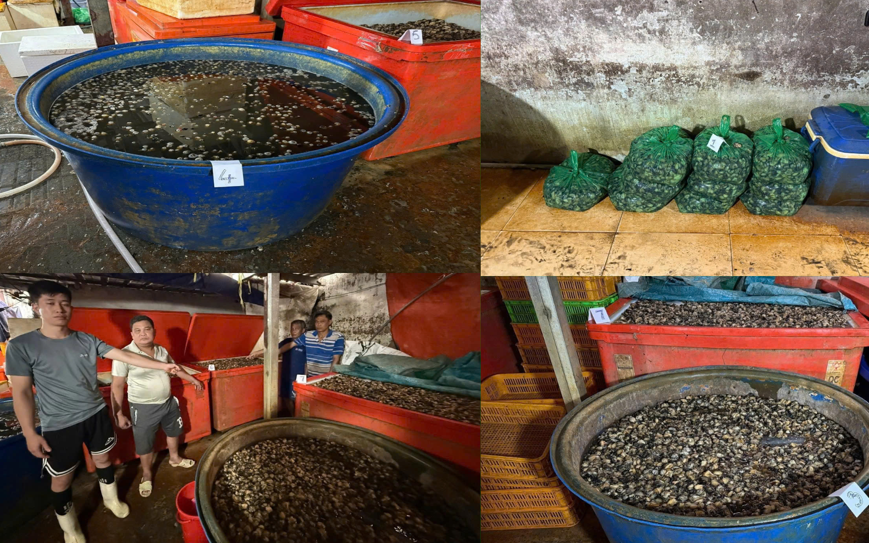 Hiểm hoạ khôn lường từ ốc ngâm 'thuỷ tinh lỏng'- Ảnh 4.