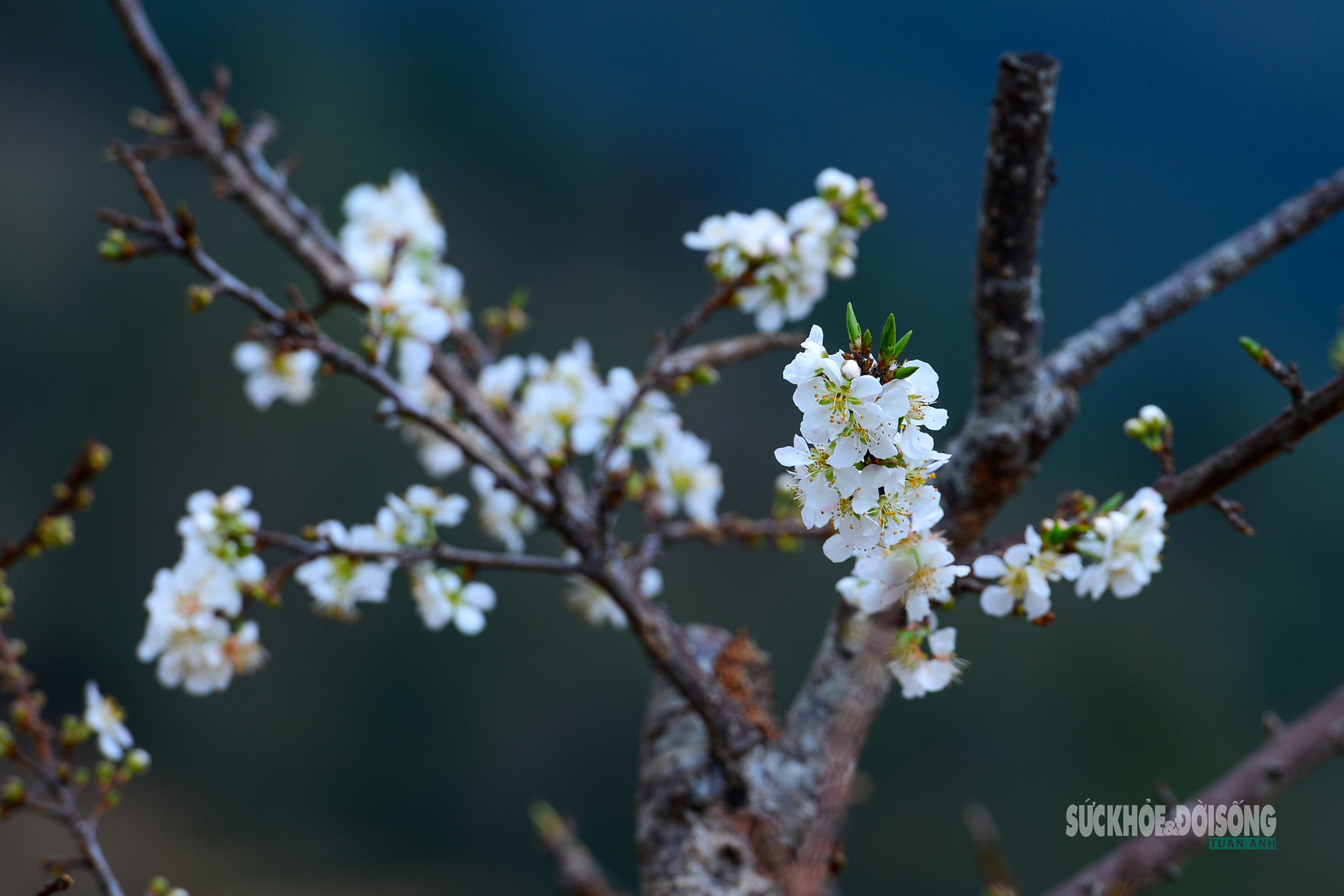 Bản Chu Va phủ trắng 'hoa tuyết'- Ảnh 6.