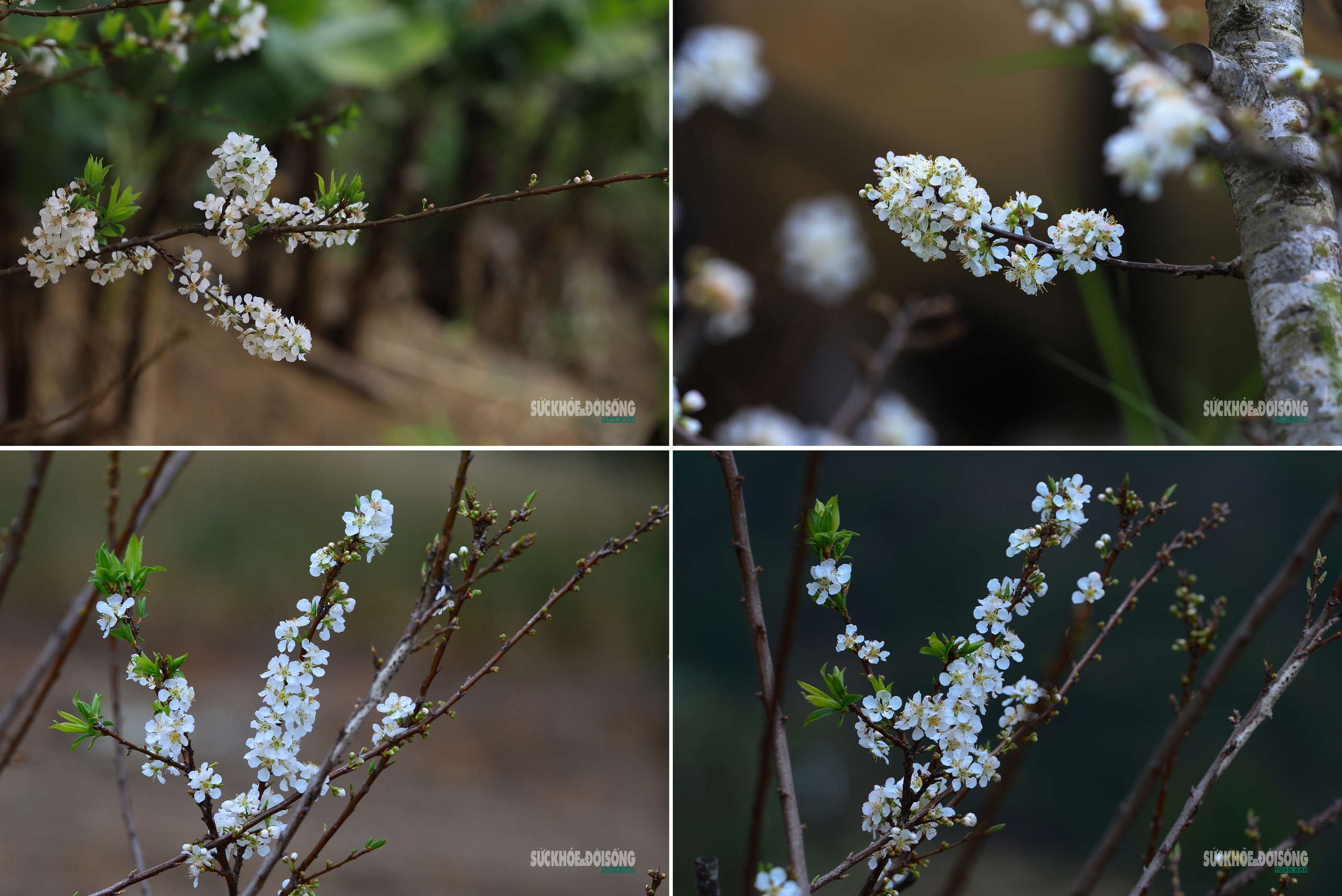 Bản Chu Va phủ trắng 'hoa tuyết'- Ảnh 7.