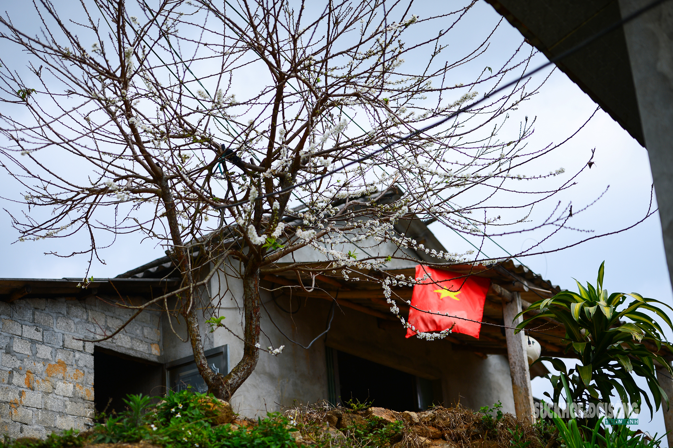Bản Chu Va phủ trắng 'hoa tuyết'- Ảnh 2.
