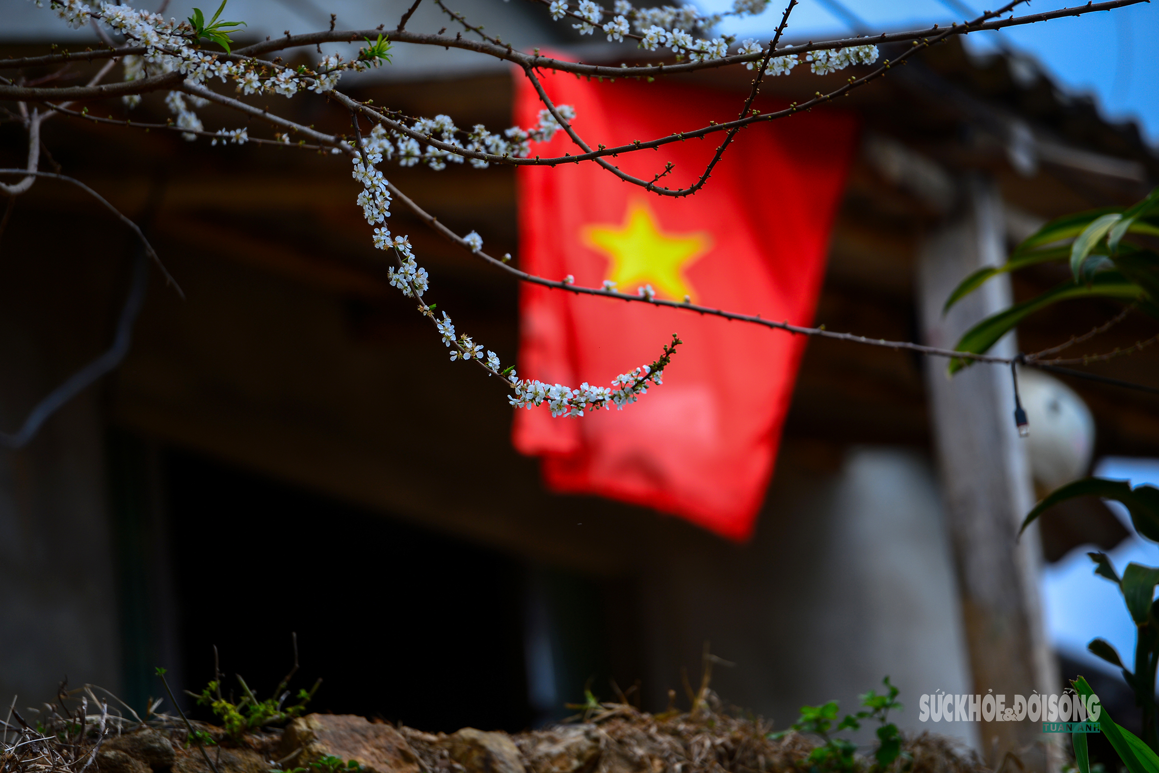 Bản Chu Va phủ trắng 'hoa tuyết'- Ảnh 1.