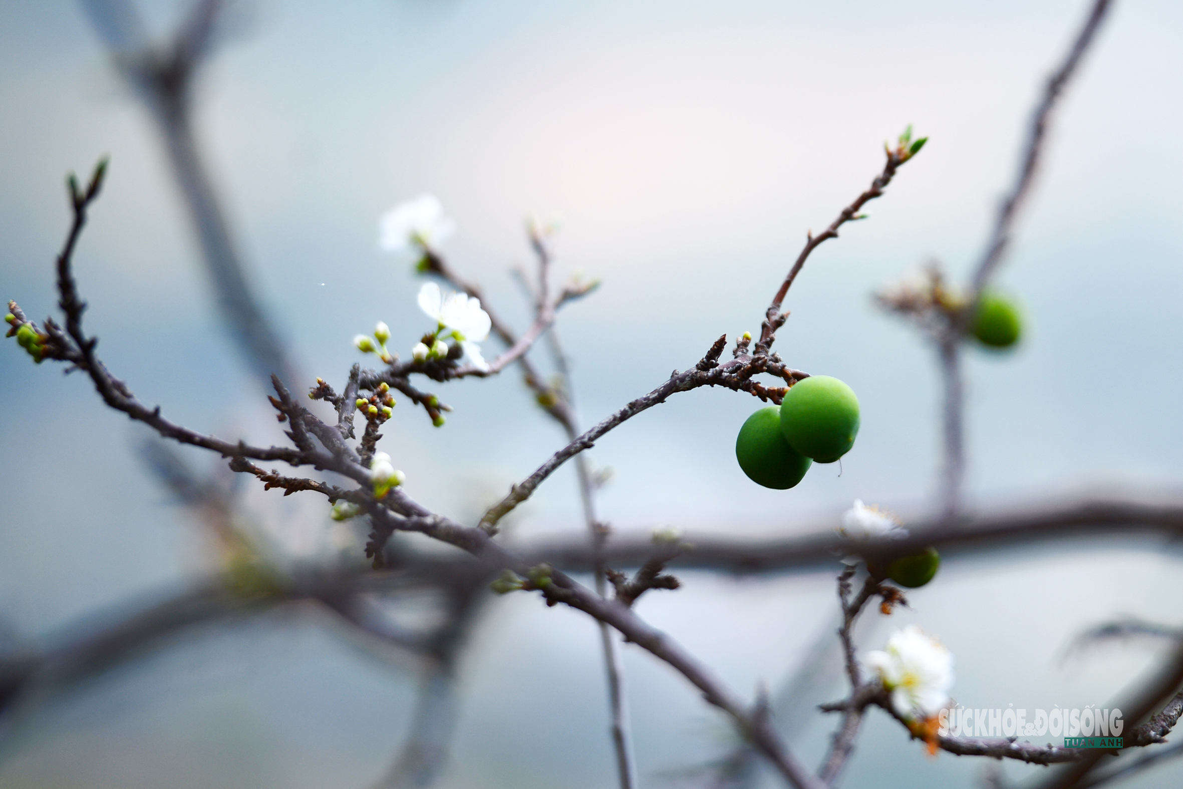 Bản Chu Va phủ trắng 'hoa tuyết'- Ảnh 8.