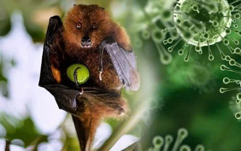 TPHCM tăng cường giám sát trước nguy cơ xâm nhập virus Nipah