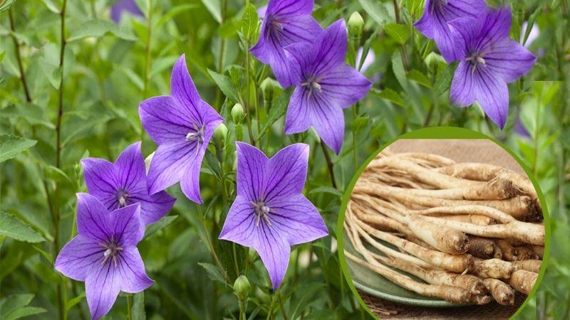 8 vị thuốc giúp giảm đau họng- Ảnh 2.