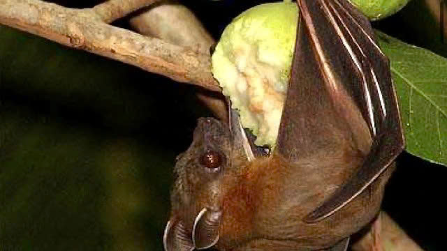 
Chuyên gia lý giải nguyên nhân virus Nipah có tỷ lệ tử vong cao- Ảnh 2.