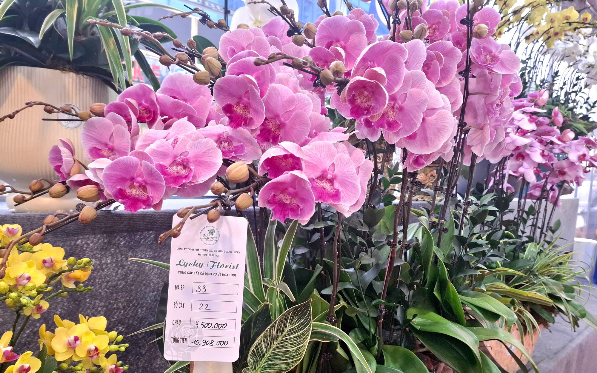 'Nâng mặt' hoa lan giúp bỏ túi chục triệu đồng dịp cận Tết: Nghề tay trái nhưng không phải 'dễ ăn'- Ảnh 4. Hoa lan rực rỡ xuống phố, giá từ vài triệu đến vài chục triệu đồng