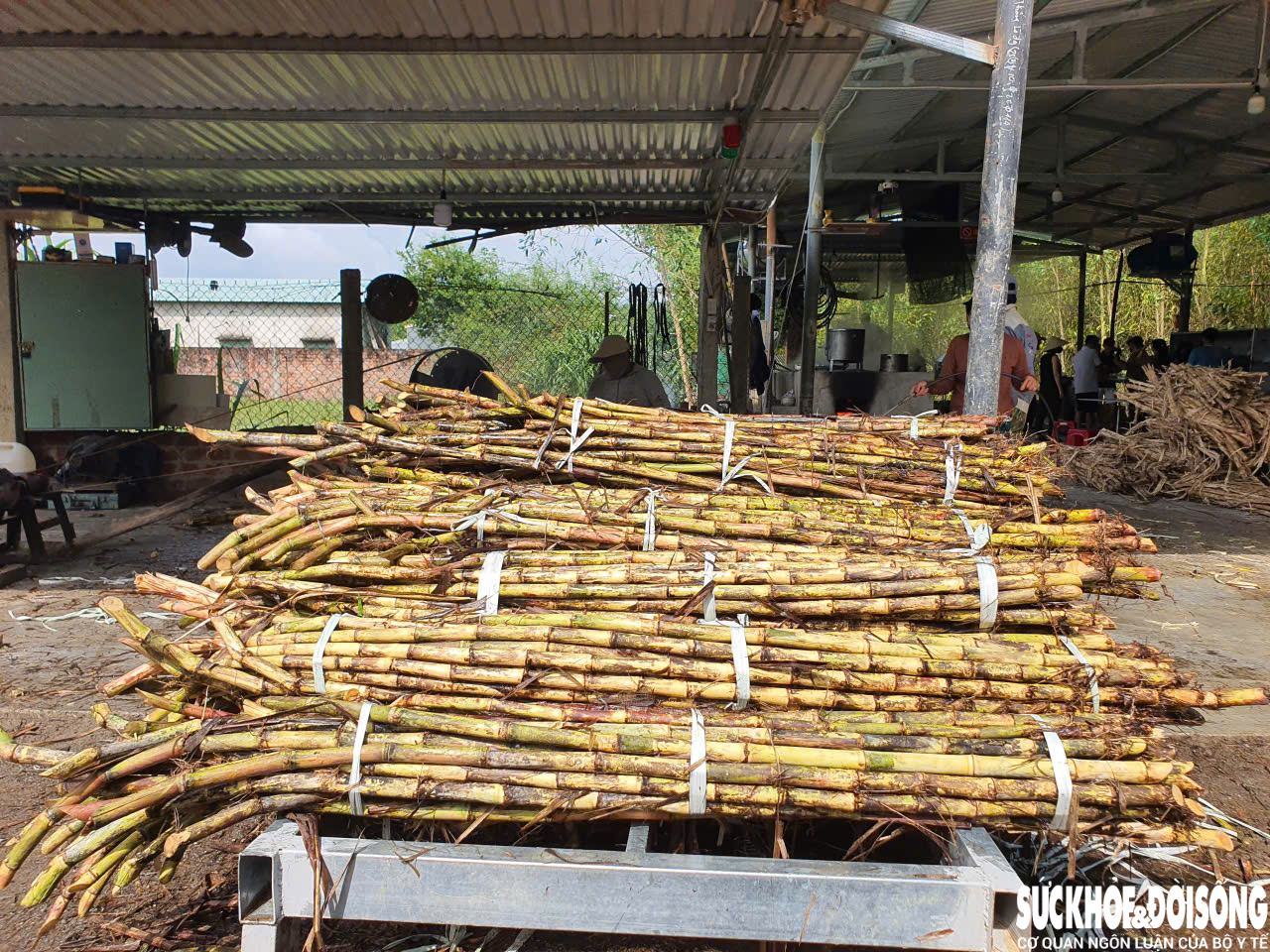 Về đất Quảng xem nấu đường thủ công, nhớ vị Tết xưa- Ảnh 10.