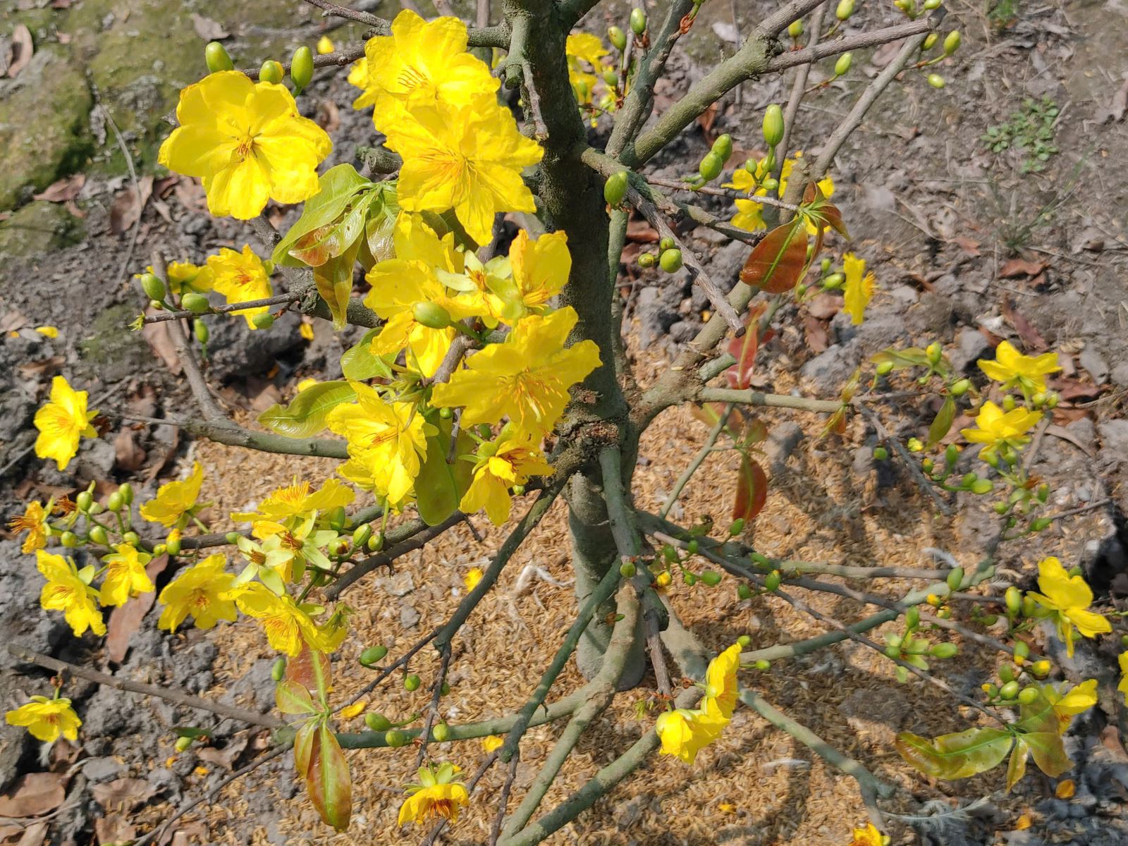 Thị trường mai Tết TP Hồ Chí Minh 'nín thở' chờ sức mua tăng- Ảnh 4.