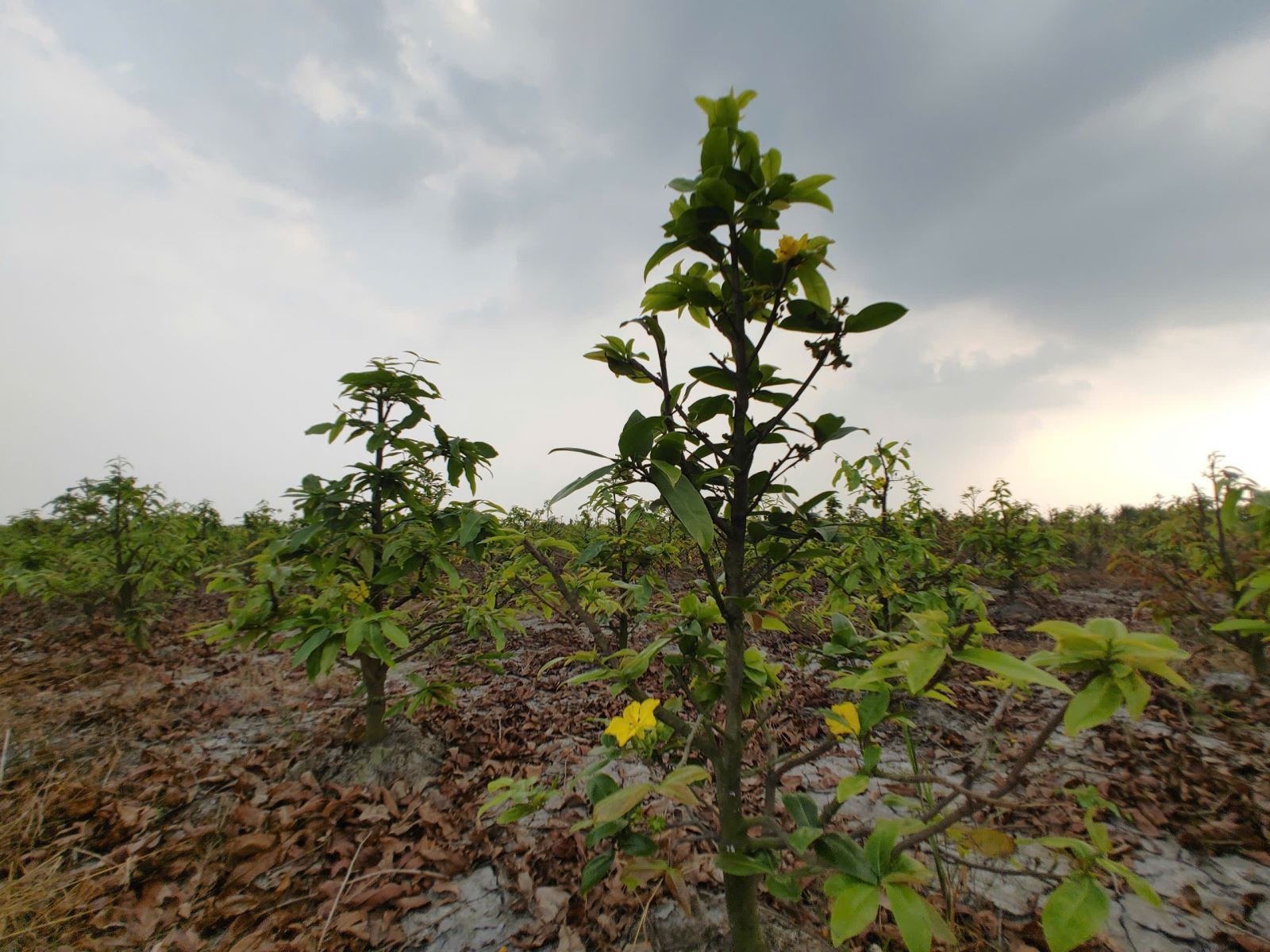Thị trường mai Tết TP Hồ Chí Minh 'nín thở' chờ sức mua tăng- Ảnh 2.