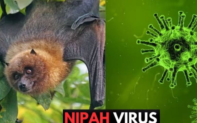 Cục Hàng không yêu cầu sẵn sàng phòng chống dịch bệnh vi rút Nipah tại các sân bay- Ảnh 1.