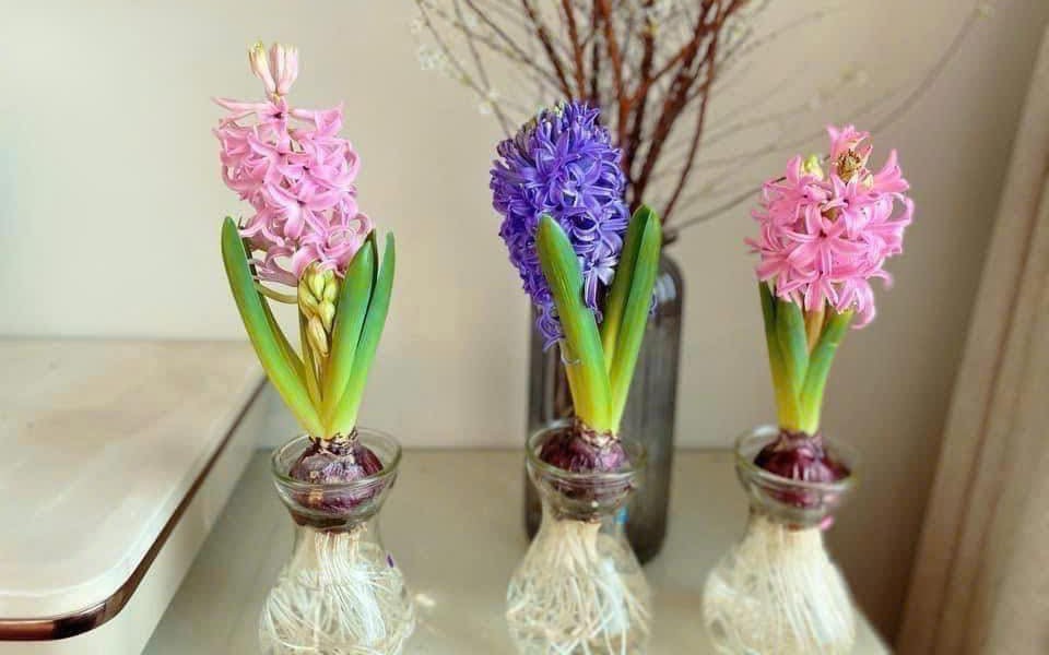 Nhận diện thực phẩm bẩn dịp Tết Nguyên đán thế nào?- Ảnh 2.