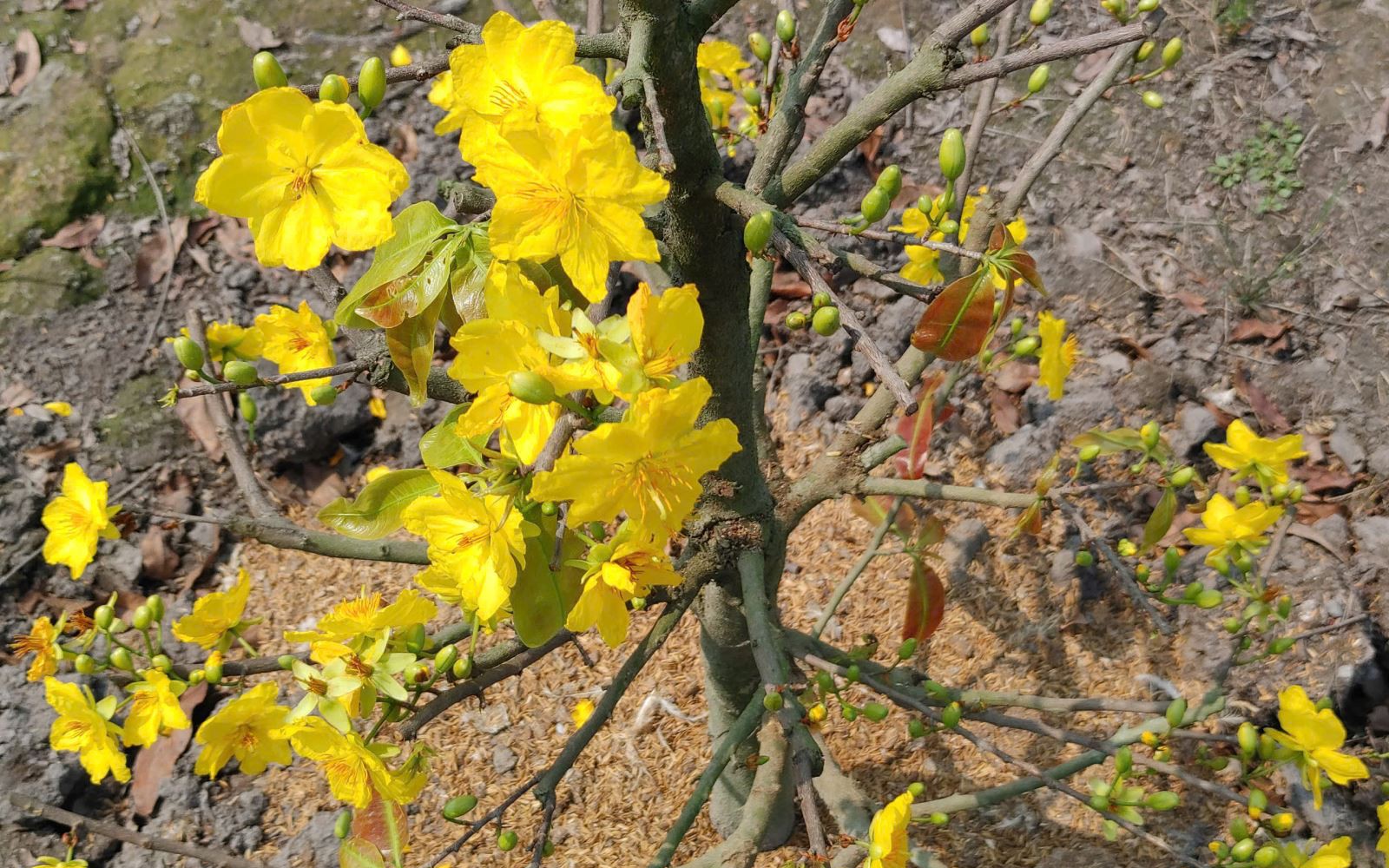 Măng vầu vào mùa, giá cao nhưng vẫn ‘đắt khách’- Ảnh 6.