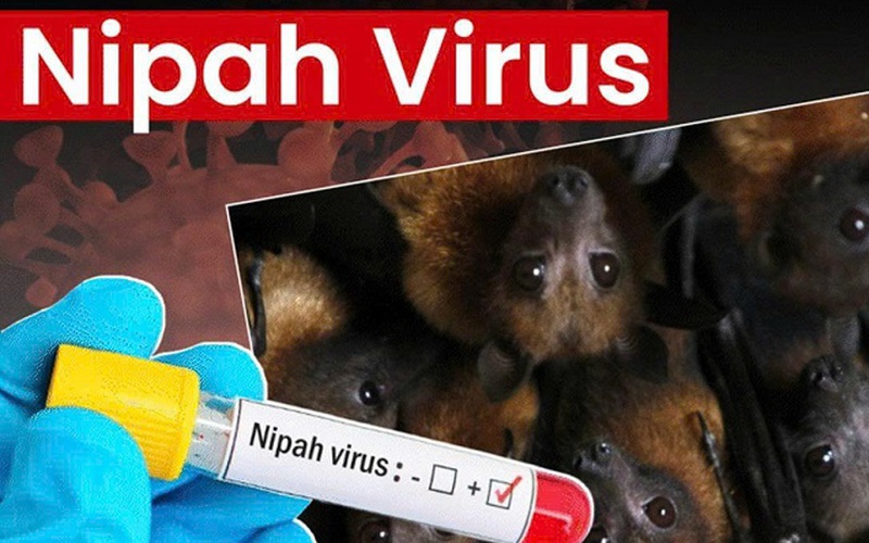 Tăng cường biện pháp y tế trước nguy cơ virus Nipah lây lan