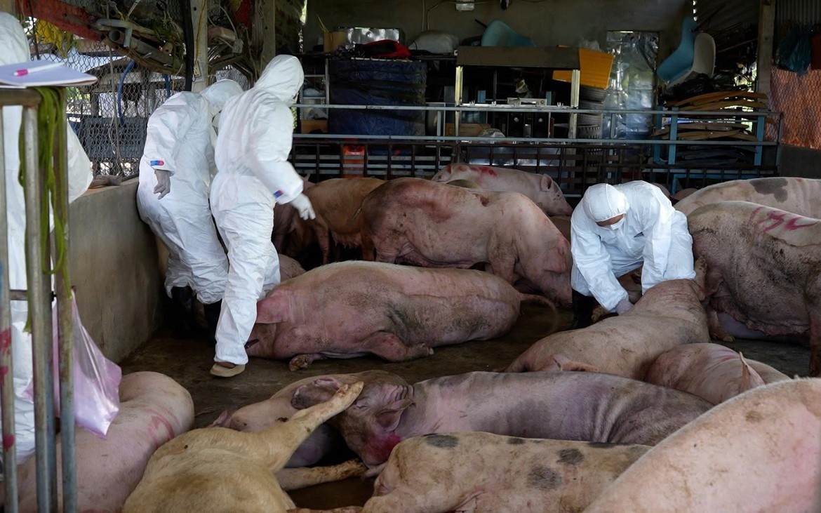 Giám sát chặt virus Nipah tại các cơ sở chăn nuôi lợn có nhiều dơi ăn quả