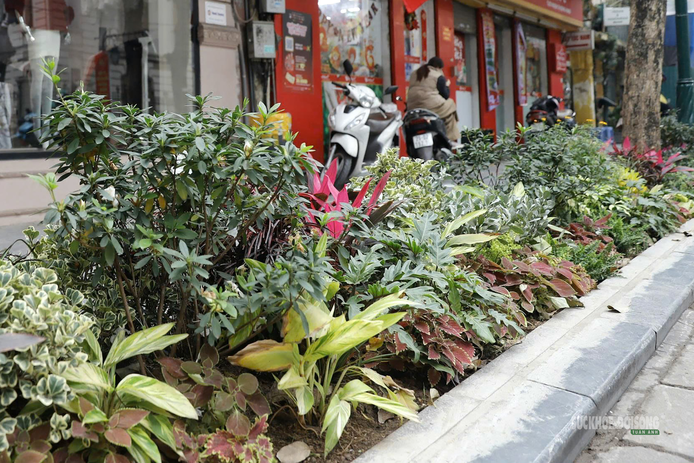 Phố 'vàng' Hà Nội trước đề xuất quy hoạch cảnh quan- Ảnh 6.