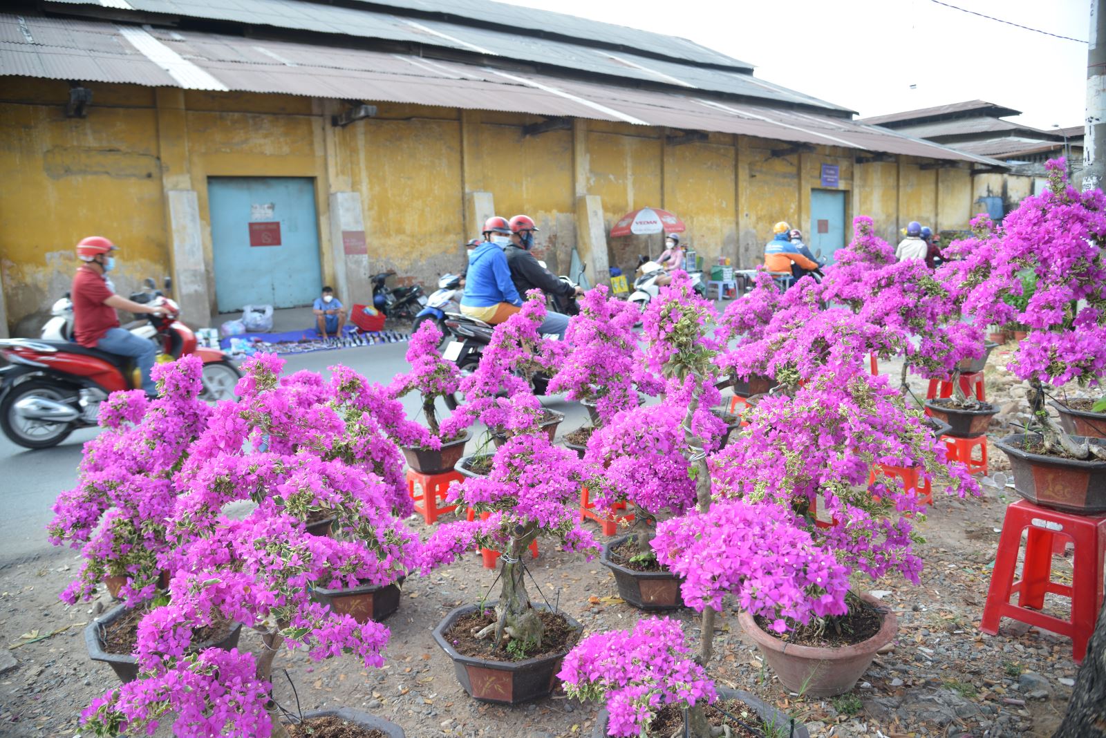 TP Hồ Chí Minh: Tái hiện không gian Tết sông nước với chợ hoa xuân 'Trên bến dưới thuyền'- Ảnh 2. TP Hồ Chí Minh: Tái hiện không gian Tết sông nước với chợ hoa xuân 'Trên bến dưới thuyền'- Ảnh 2.