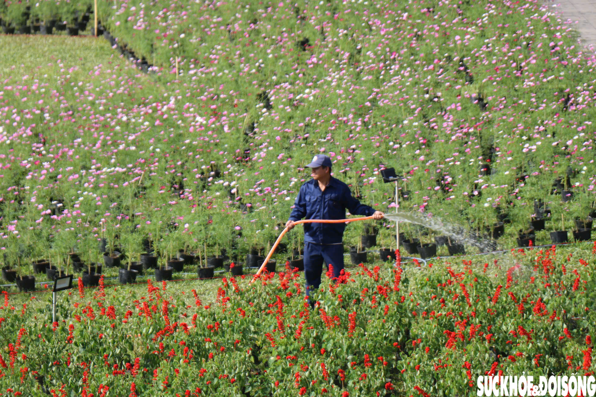 Choáng ngợp hình ảnh hàng vạn chậu hoa kết thành đóa sen khổng lồ ở Huế- Ảnh 4. Choáng ngợp hình ảnh hàng vạn chậu hoa kết thành đóa sen khổng lồ ở Huế- Ảnh 4.