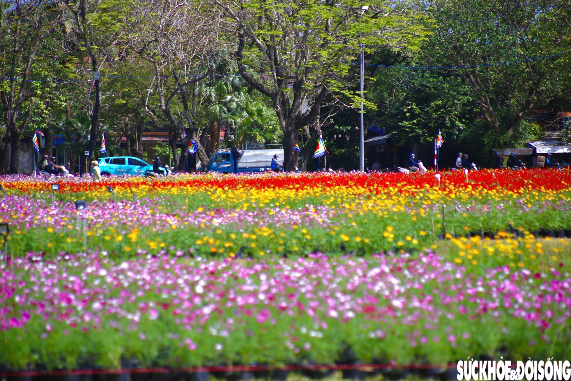 Choáng ngợp hình ảnh hàng vạn chậu hoa kết thành đóa sen khổng lồ ở Huế- Ảnh 5. Choáng ngợp hình ảnh hàng vạn chậu hoa kết thành đóa sen khổng lồ ở Huế- Ảnh 5.