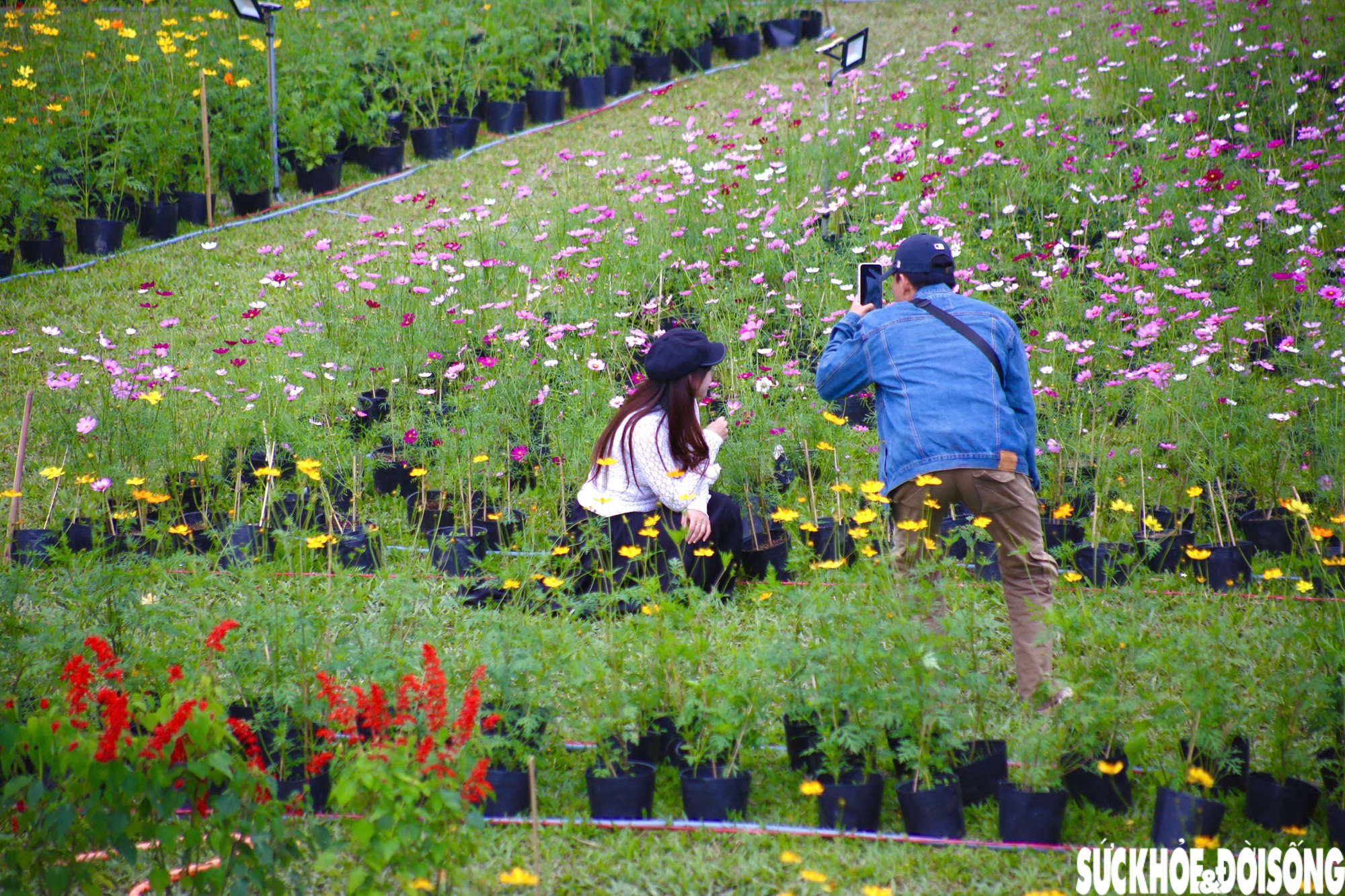 Choáng ngợp hình ảnh hàng vạn chậu hoa kết thành đóa sen khổng lồ ở Huế- Ảnh 6. Choáng ngợp hình ảnh hàng vạn chậu hoa kết thành đóa sen khổng lồ ở Huế- Ảnh 6.
