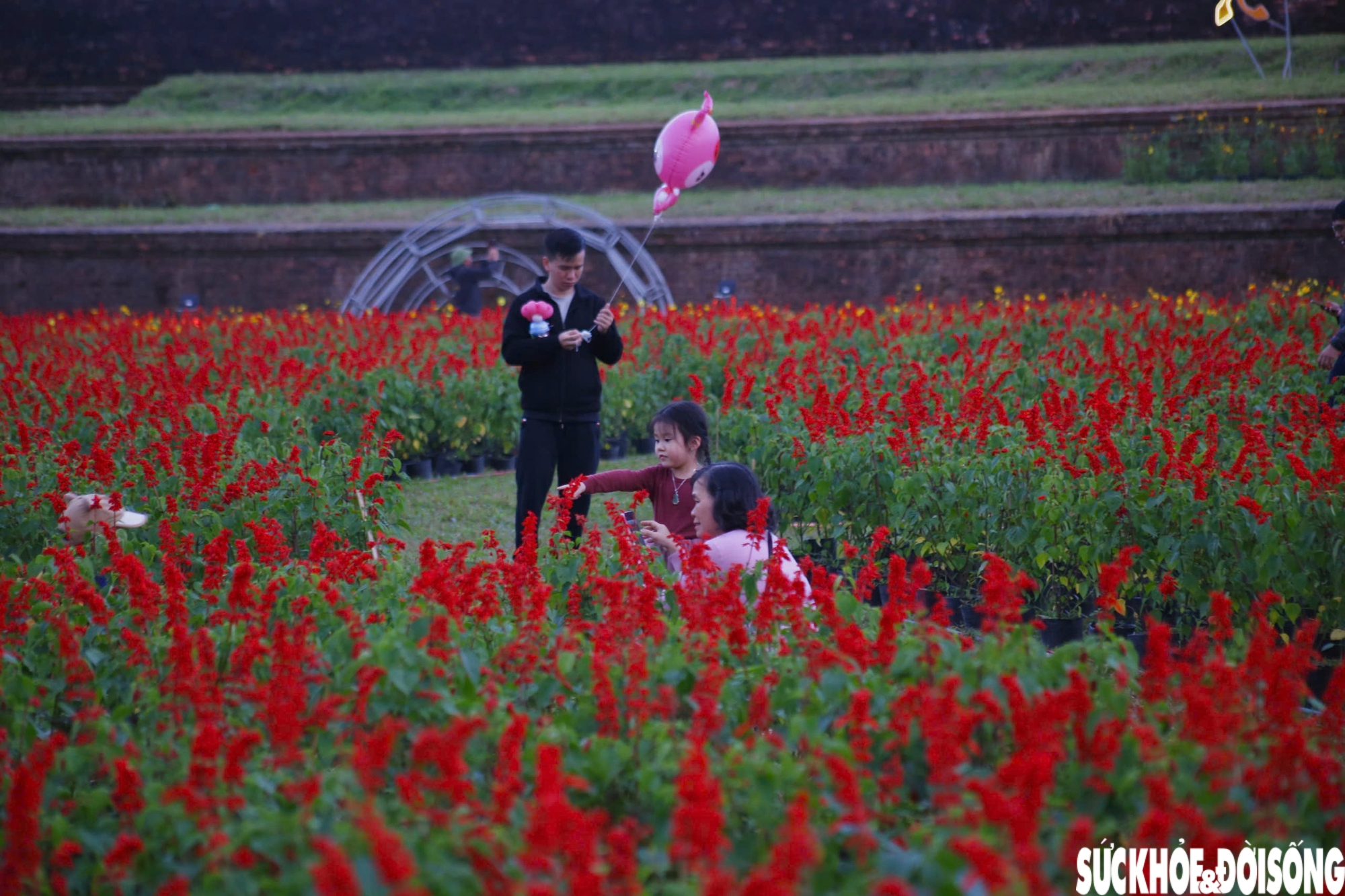 Choáng ngợp hình ảnh hàng vạn chậu hoa kết thành đóa sen khổng lồ ở Huế- Ảnh 8. Choáng ngợp hình ảnh hàng vạn chậu hoa kết thành đóa sen khổng lồ ở Huế- Ảnh 8.