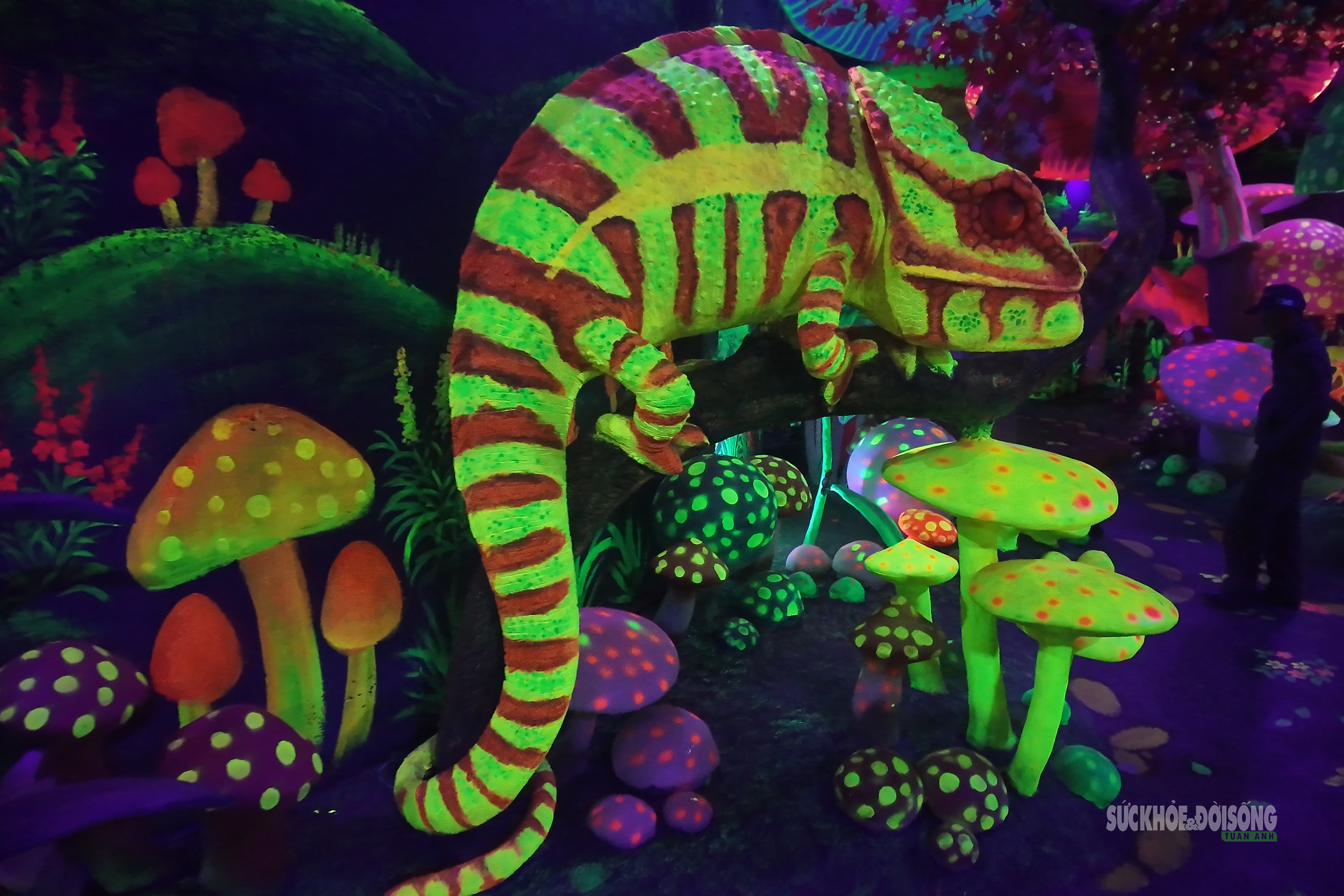 Cận cảnh một Safari huyền bí trên đỉnh Ô Quy Hồ- Ảnh 7. Cận cảnh một Safari huyền bí trên đỉnh Ô Quy Hồ- Ảnh 7.