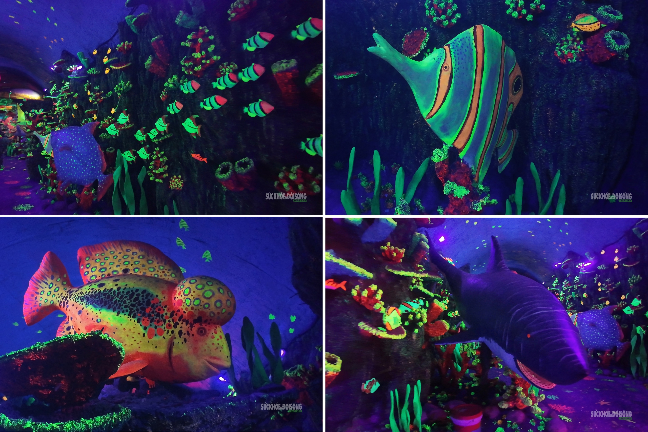 Cận cảnh một Safari huyền bí trên đỉnh Ô Quy Hồ- Ảnh 6. Cận cảnh một Safari huyền bí trên đỉnh Ô Quy Hồ- Ảnh 6.