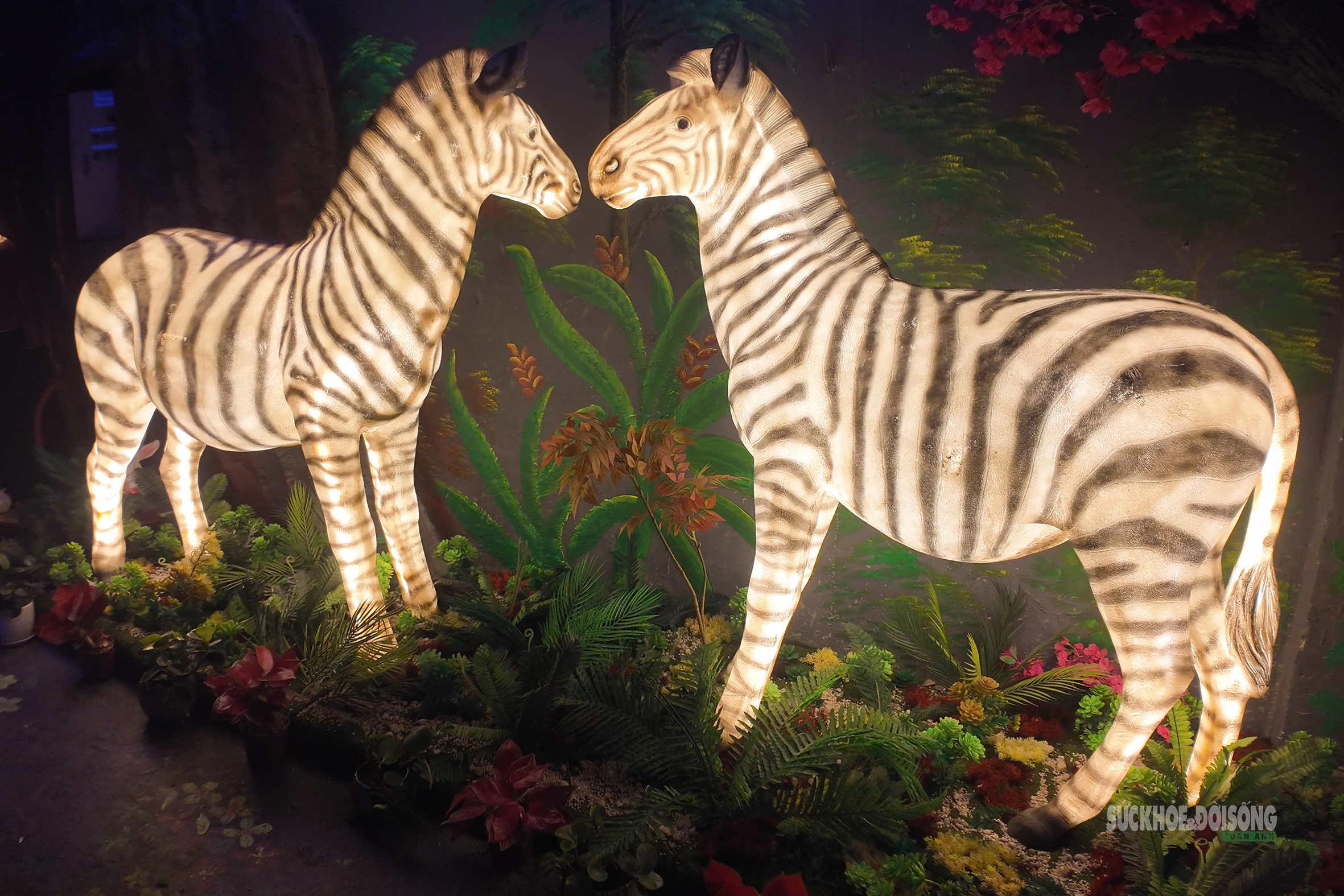 Cận cảnh một Safari huyền bí trên đỉnh Ô Quy Hồ- Ảnh 2. Cận cảnh một Safari huyền bí trên đỉnh Ô Quy Hồ- Ảnh 2.