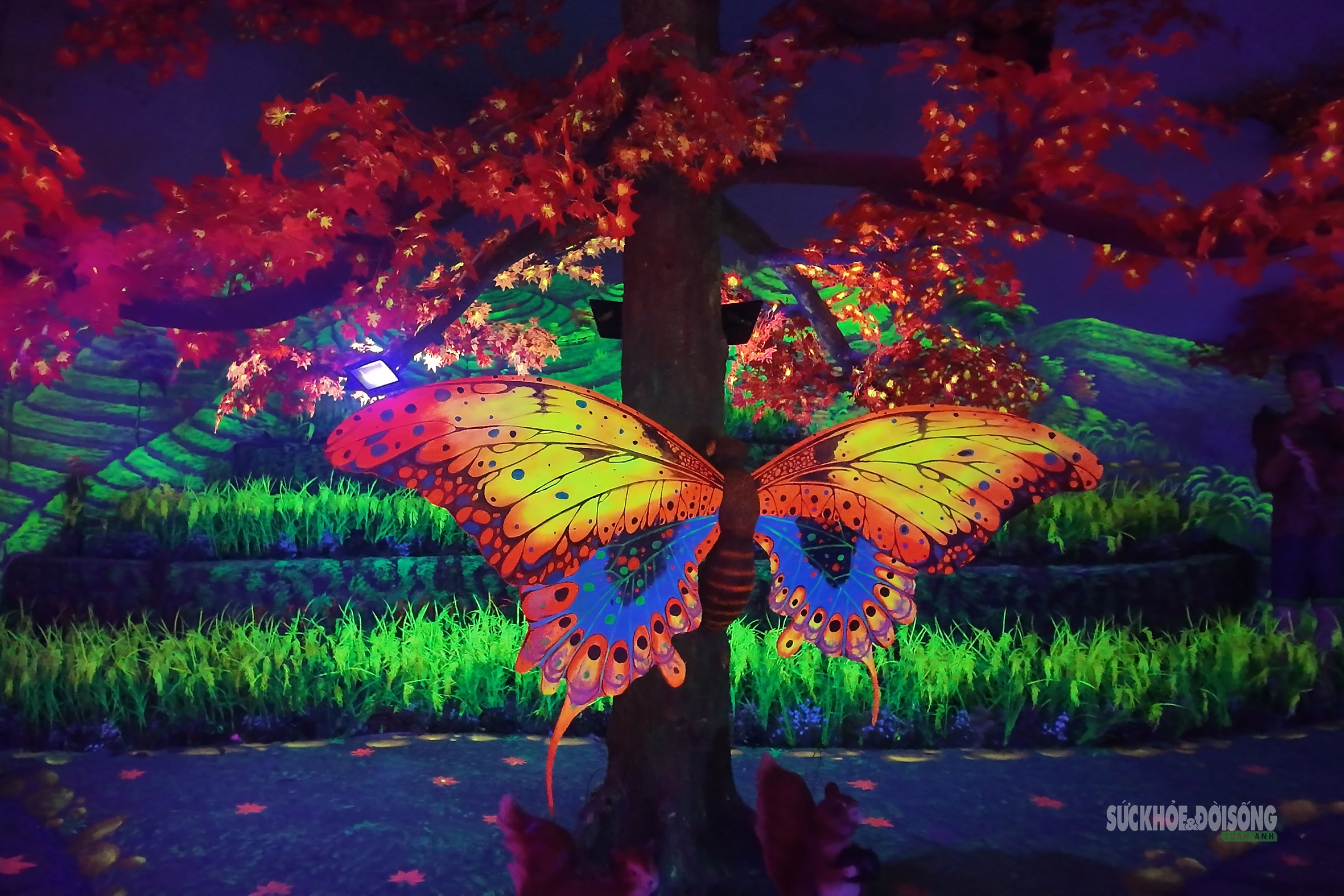 Cận cảnh một Safari huyền bí trên đỉnh Ô Quy Hồ- Ảnh 12. Cận cảnh một Safari huyền bí trên đỉnh Ô Quy Hồ- Ảnh 12.