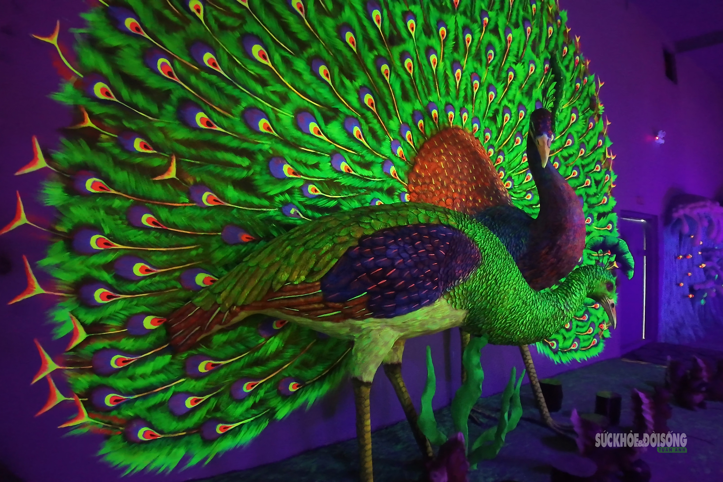 Cận cảnh một Safari huyền bí trên đỉnh Ô Quy Hồ- Ảnh 14. Cận cảnh một Safari huyền bí trên đỉnh Ô Quy Hồ- Ảnh 14.