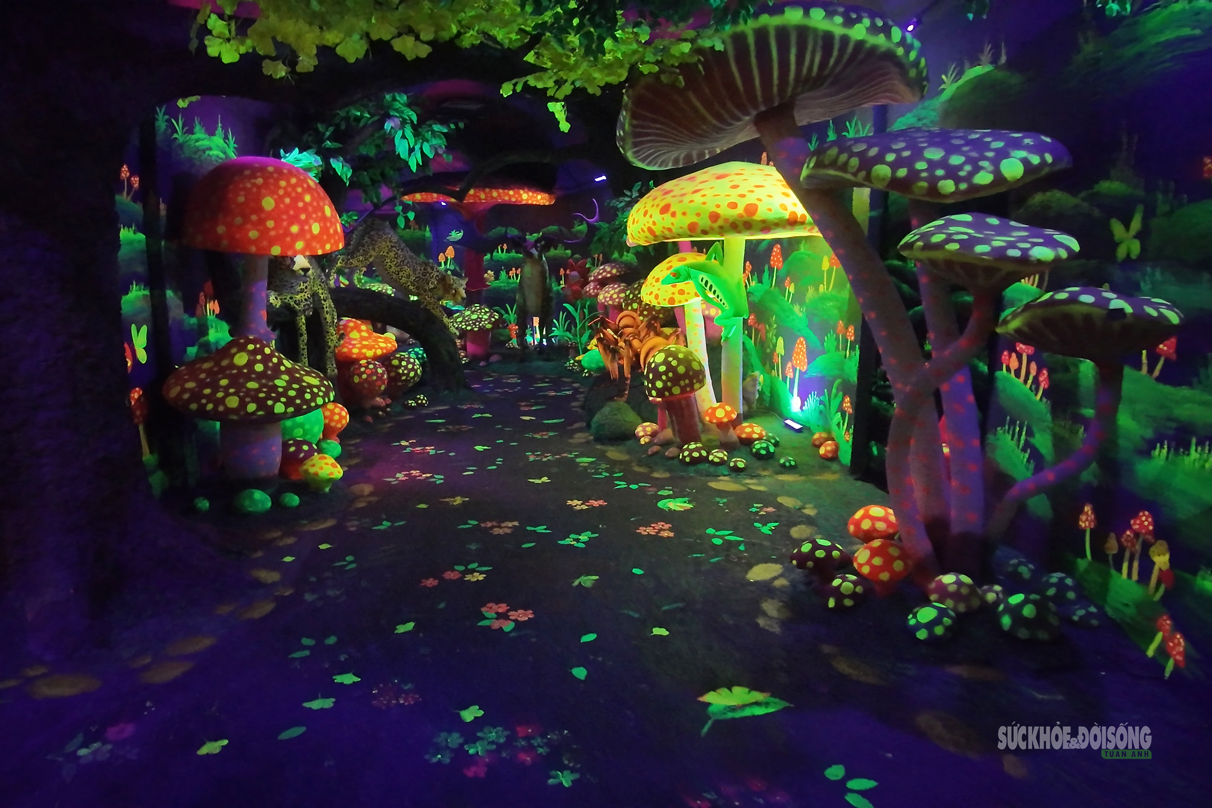 Cận cảnh một Safari huyền bí trên đỉnh Ô Quy Hồ- Ảnh 8. Cận cảnh một Safari huyền bí trên đỉnh Ô Quy Hồ- Ảnh 8.