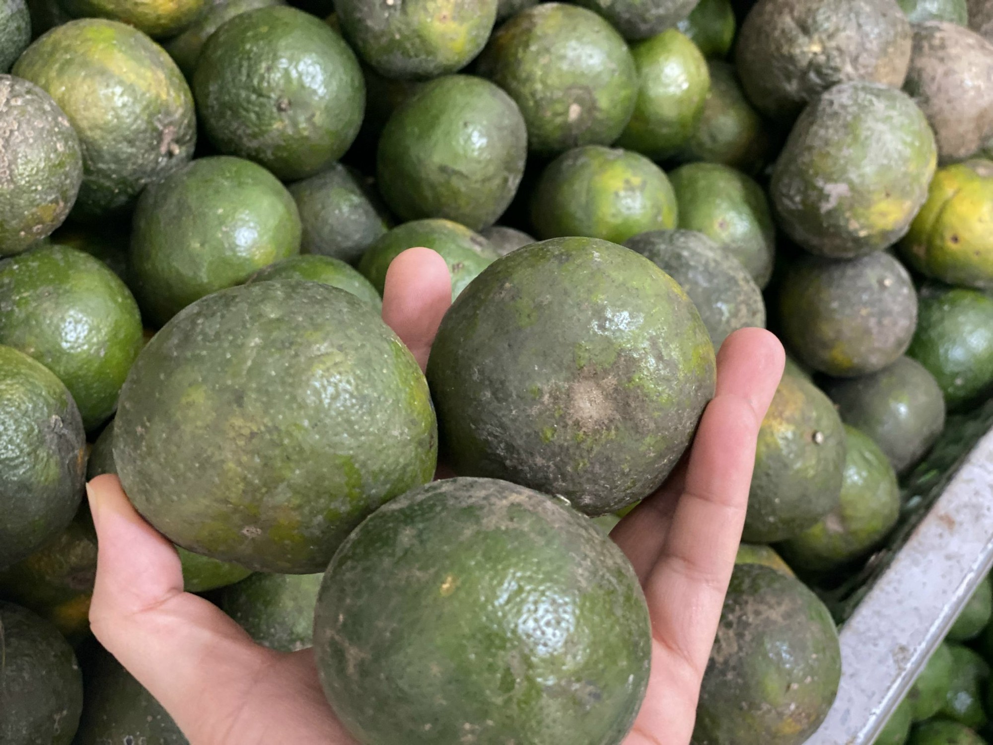 Một loại cam Việt đổ đống bán đầy chợ giá rẻ hơn rau, chỉ vài nghìn đồng/kg nhưng rất thanh mát, bổ dưỡng- Ảnh 2.