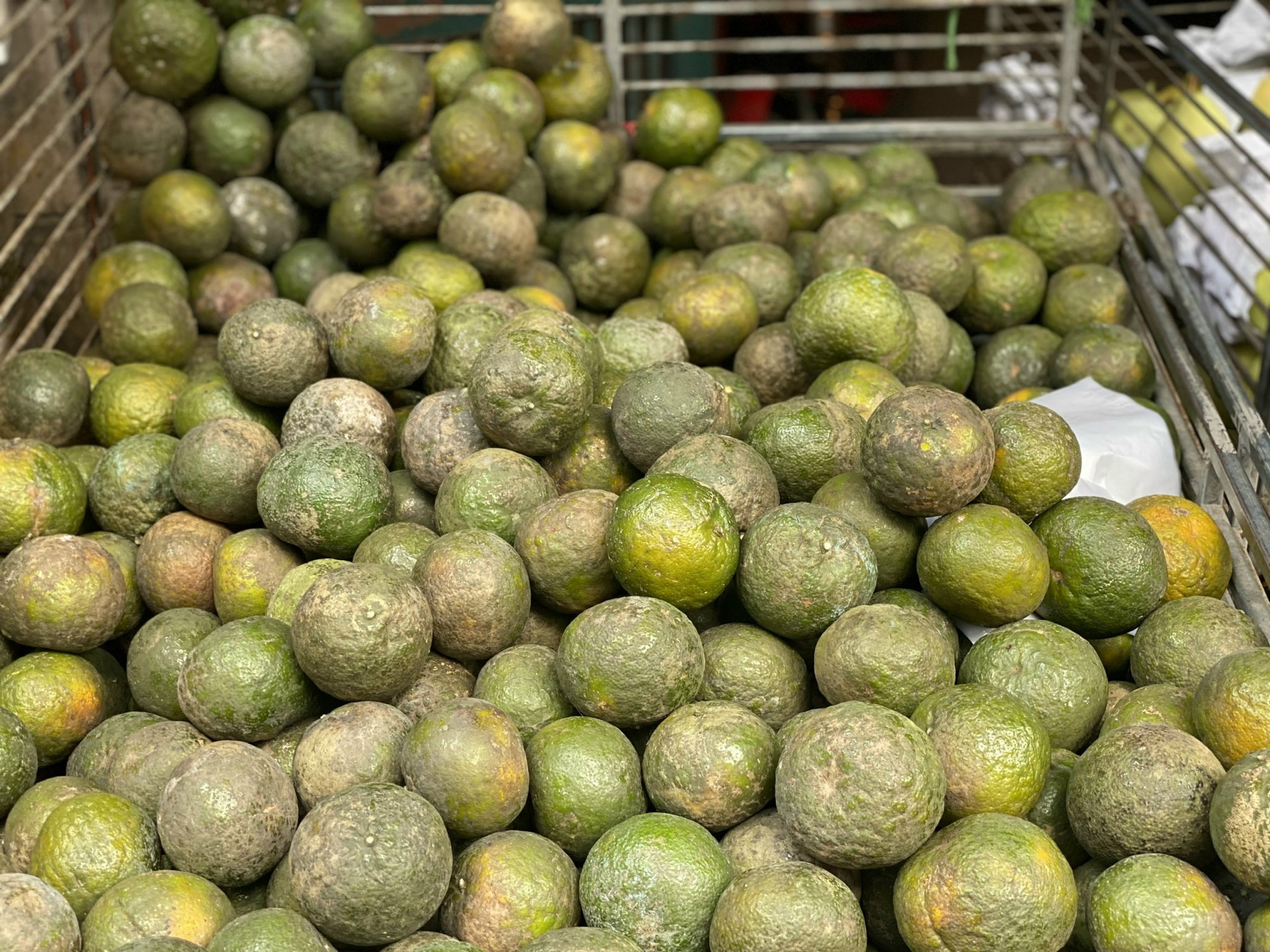 Một loại cam Việt đổ đống bán đầy chợ giá rẻ hơn rau, chỉ vài nghìn đồng/kg nhưng rất thanh mát, bổ dưỡng- Ảnh 4.