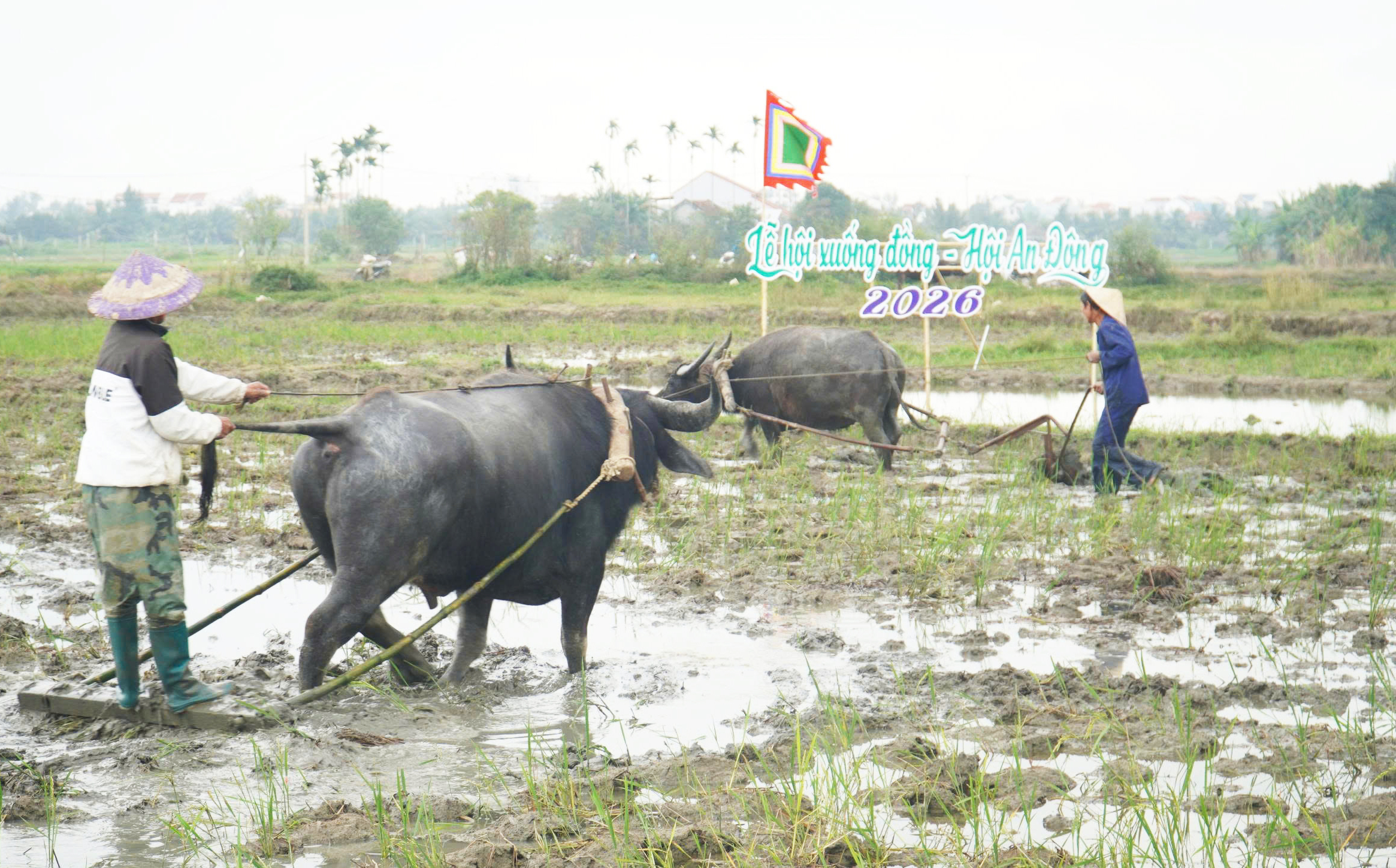 Du khách quốc tế thích thú trải nghiệm nhổ mạ, cấy lúa ở Hội An- Ảnh 3. Du khách quốc tế thích thú trải nghiệm nhổ mạ, cấy lúa ở Hội An- Ảnh 3.