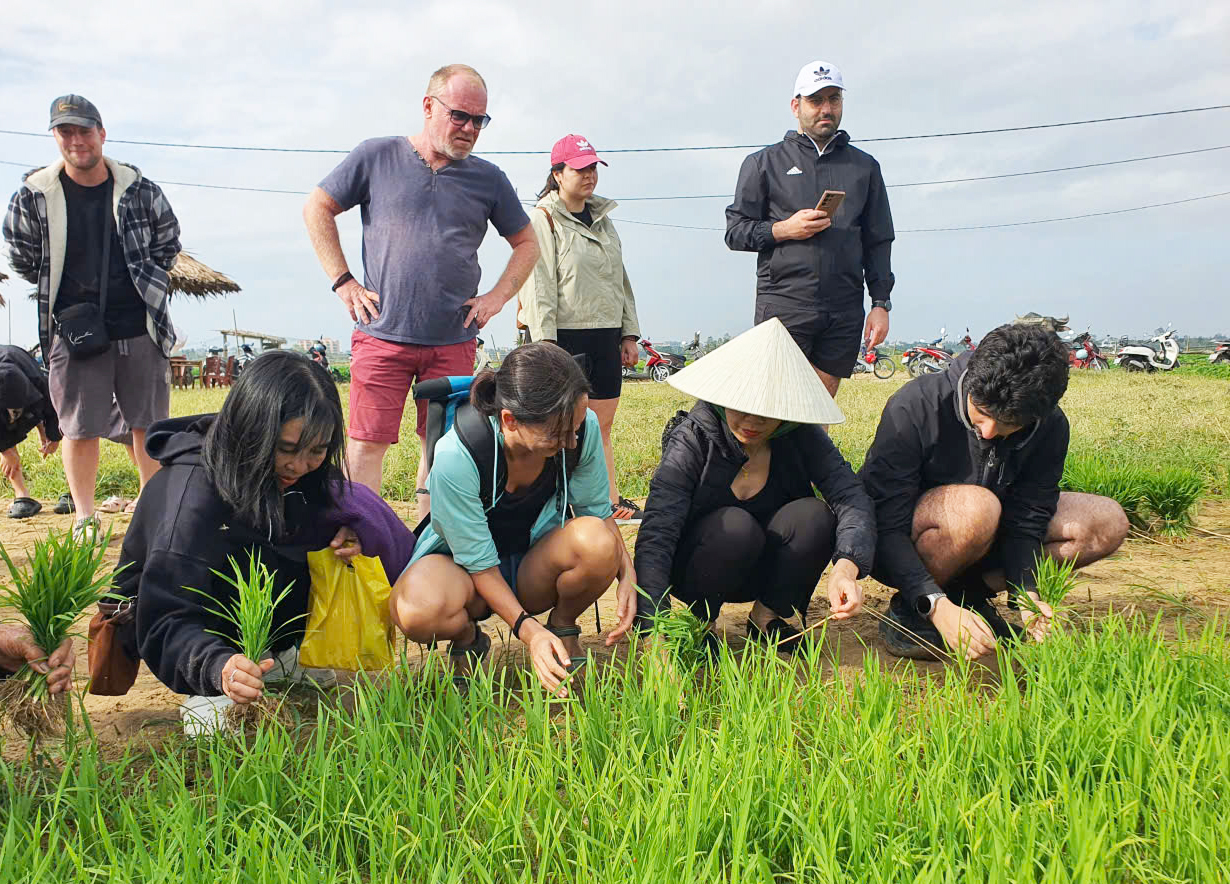 Du khách quốc tế thích thú trải nghiệm nhổ mạ, cấy lúa ở Hội An- Ảnh 4. Du khách quốc tế thích thú trải nghiệm nhổ mạ, cấy lúa ở Hội An- Ảnh 4.