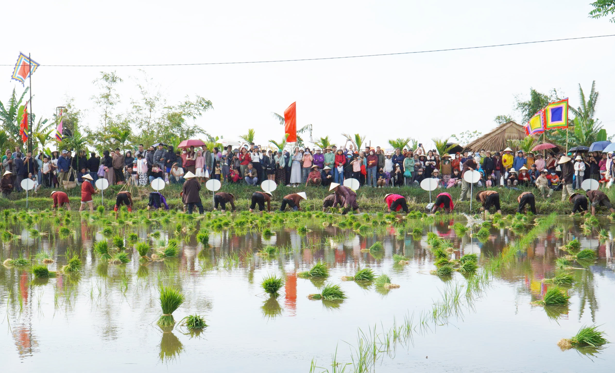 Du khách quốc tế thích thú trải nghiệm nhổ mạ, cấy lúa ở Hội An- Ảnh 7. Du khách quốc tế thích thú trải nghiệm nhổ mạ, cấy lúa ở Hội An- Ảnh 7.