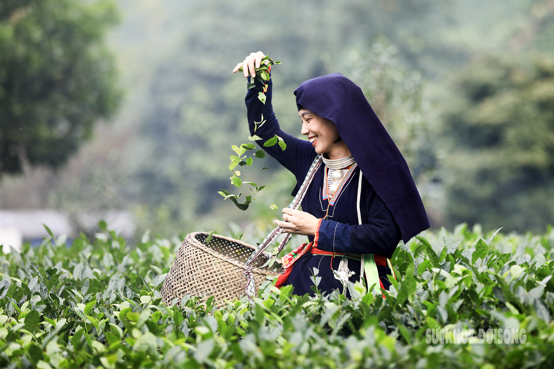 Lạc giữa 'biển chè bát úp' dưới chân Tam Đảo- Ảnh 10. Lạc giữa 'biển chè bát úp' dưới chân Tam Đảo- Ảnh 10.