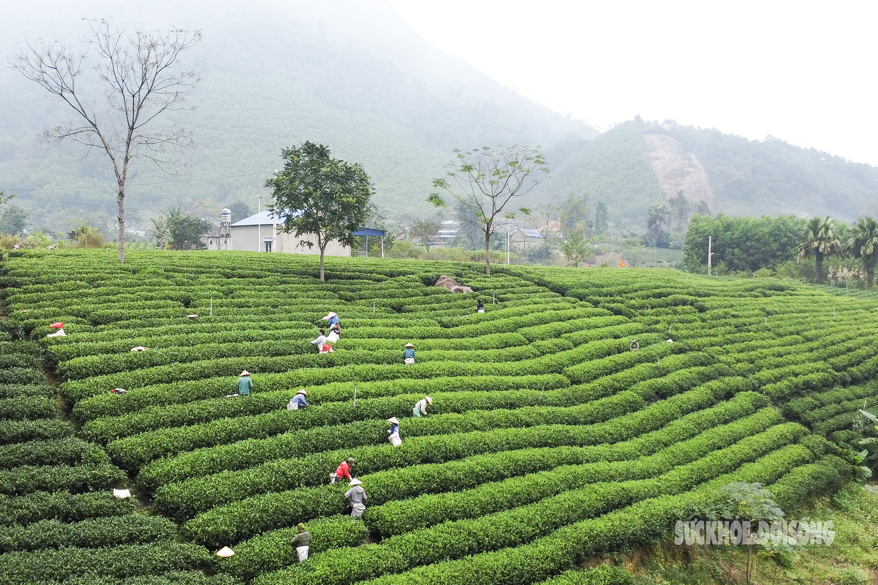 Lạc giữa 'biển chè bát úp' dưới chân Tam Đảo- Ảnh 11. Lạc giữa 'biển chè bát úp' dưới chân Tam Đảo- Ảnh 11.