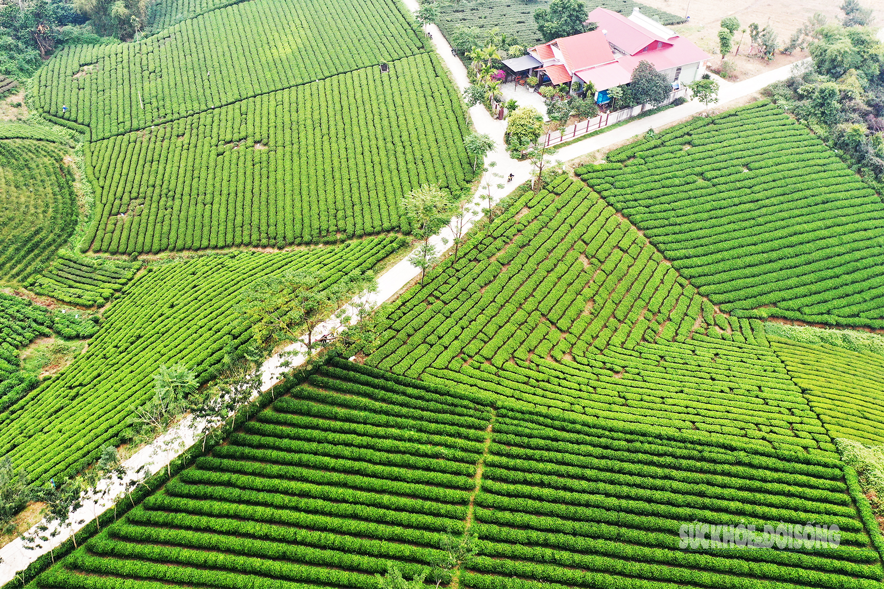 Lạc giữa 'biển chè bát úp' dưới chân Tam Đảo- Ảnh 2. Lạc giữa 'biển chè bát úp' dưới chân Tam Đảo- Ảnh 2.