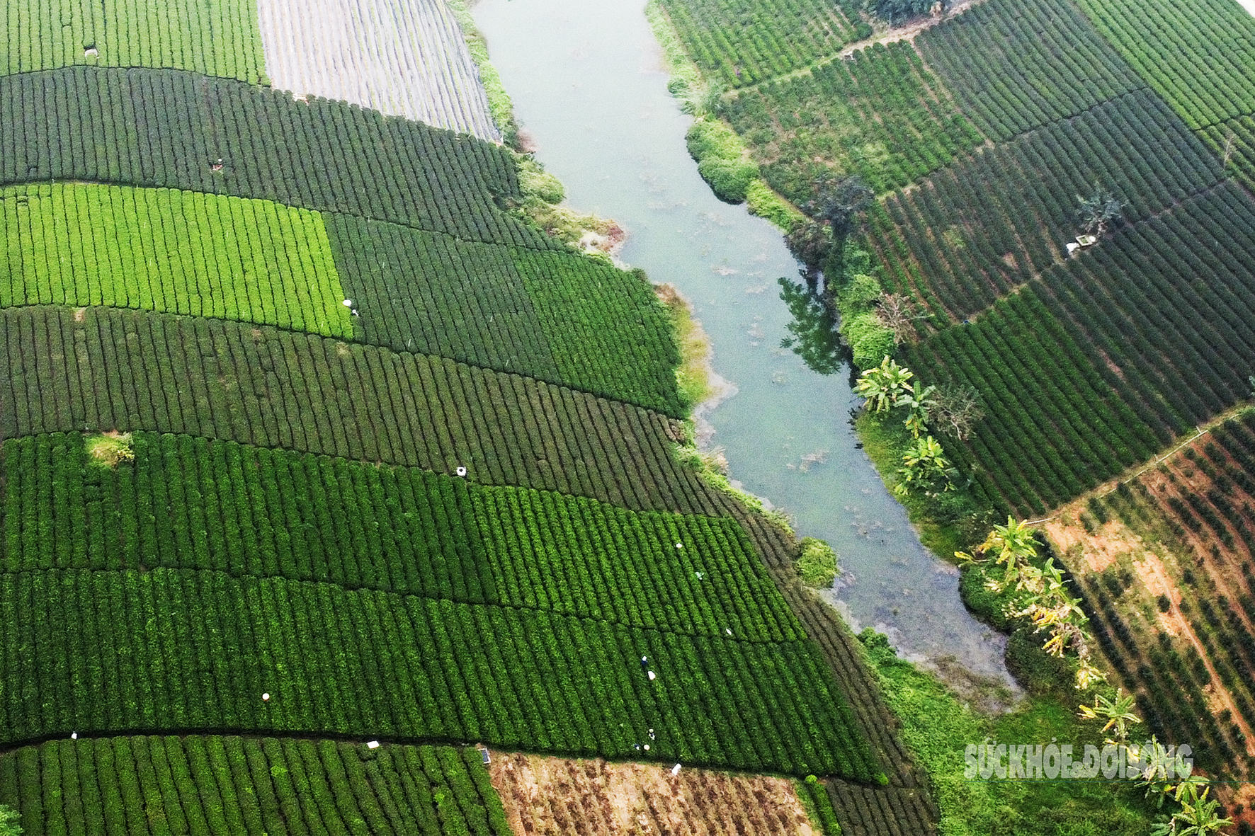 Lạc giữa 'biển chè bát úp' dưới chân Tam Đảo- Ảnh 3. Lạc giữa 'biển chè bát úp' dưới chân Tam Đảo- Ảnh 3.