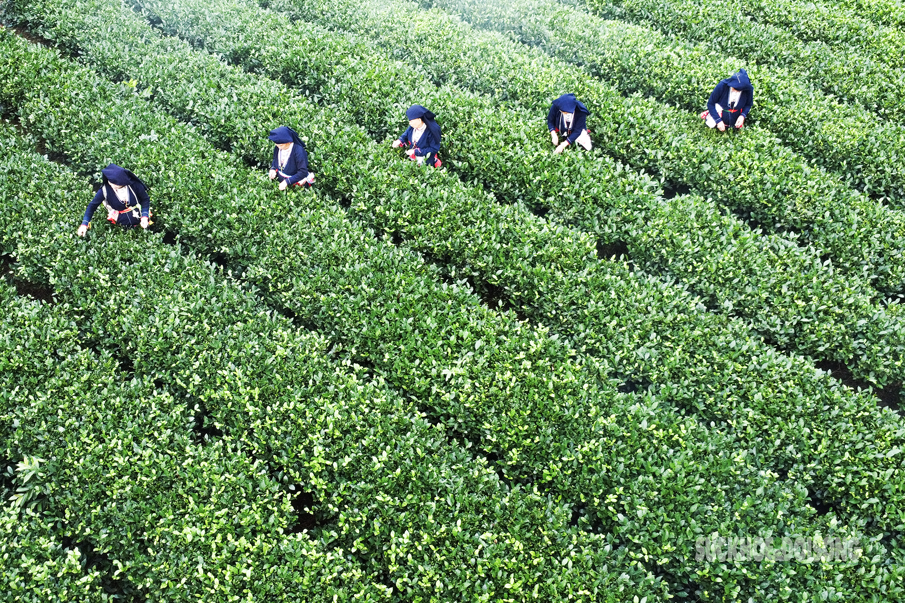 Lạc giữa 'biển chè bát úp' dưới chân Tam Đảo- Ảnh 5. Lạc giữa 'biển chè bát úp' dưới chân Tam Đảo- Ảnh 5.