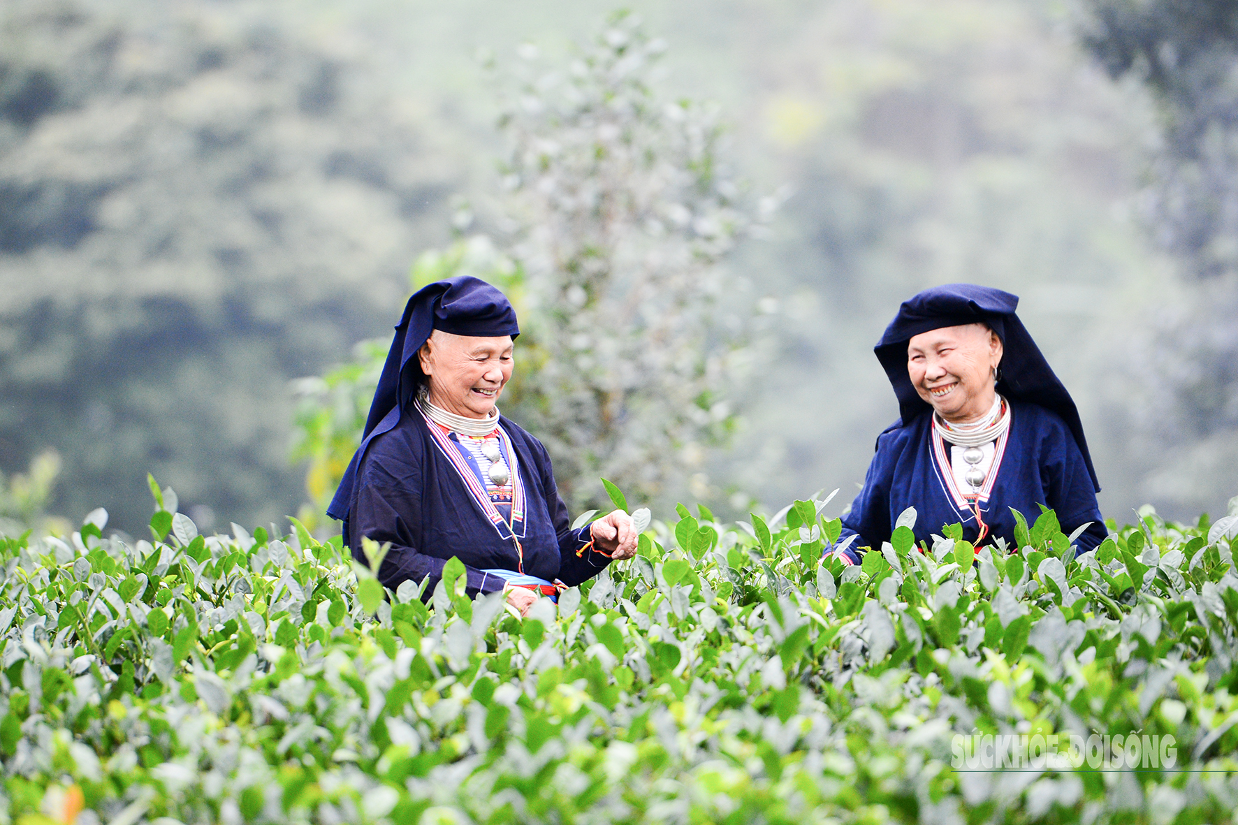 Lạc giữa 'biển chè bát úp' dưới chân Tam Đảo- Ảnh 9. Lạc giữa 'biển chè bát úp' dưới chân Tam Đảo- Ảnh 9.